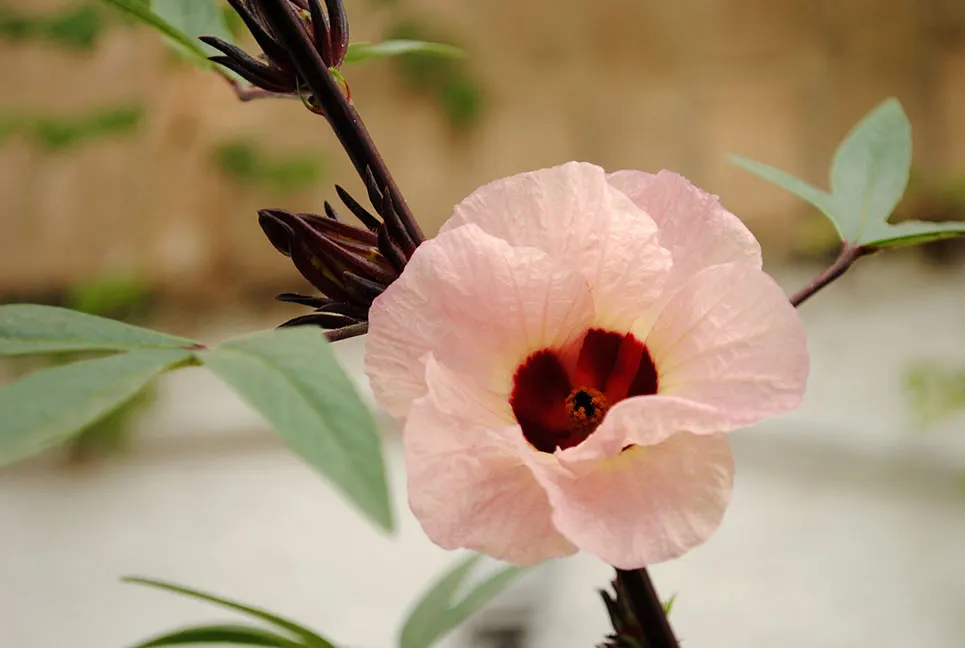 Jamaica Hibiscus (Hibiscus Rosa-Sinensis 'Jamaica') — Perfect for a tropical-themed landscape, it requires regular watering and well-draining soil; such as