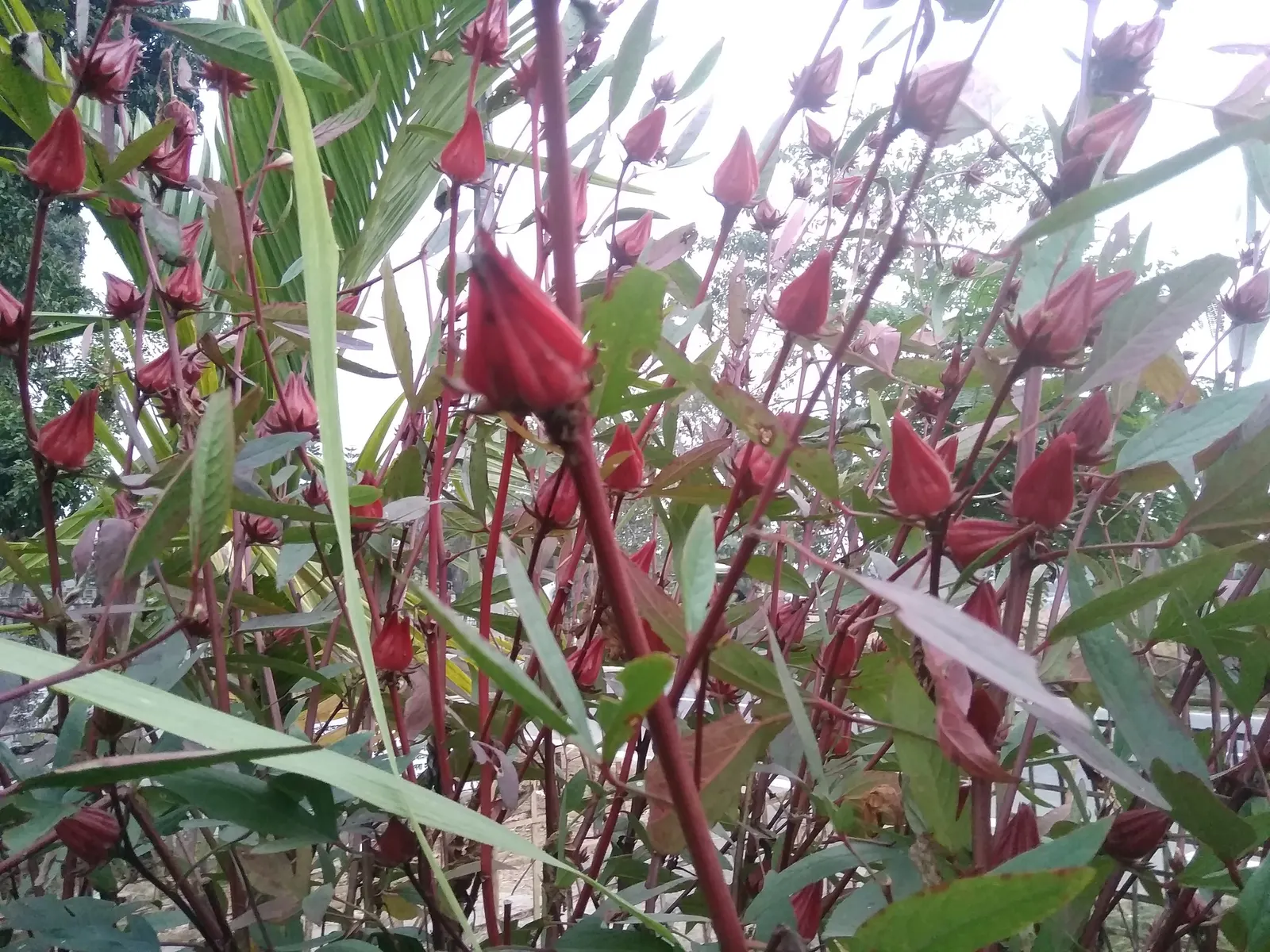 Jamaica Hibiscus (Hibiscus Rosa-Sinensis 'Jamaica') — the Jamaica Hibiscus is an excellent addition to any warm-climate landscape
