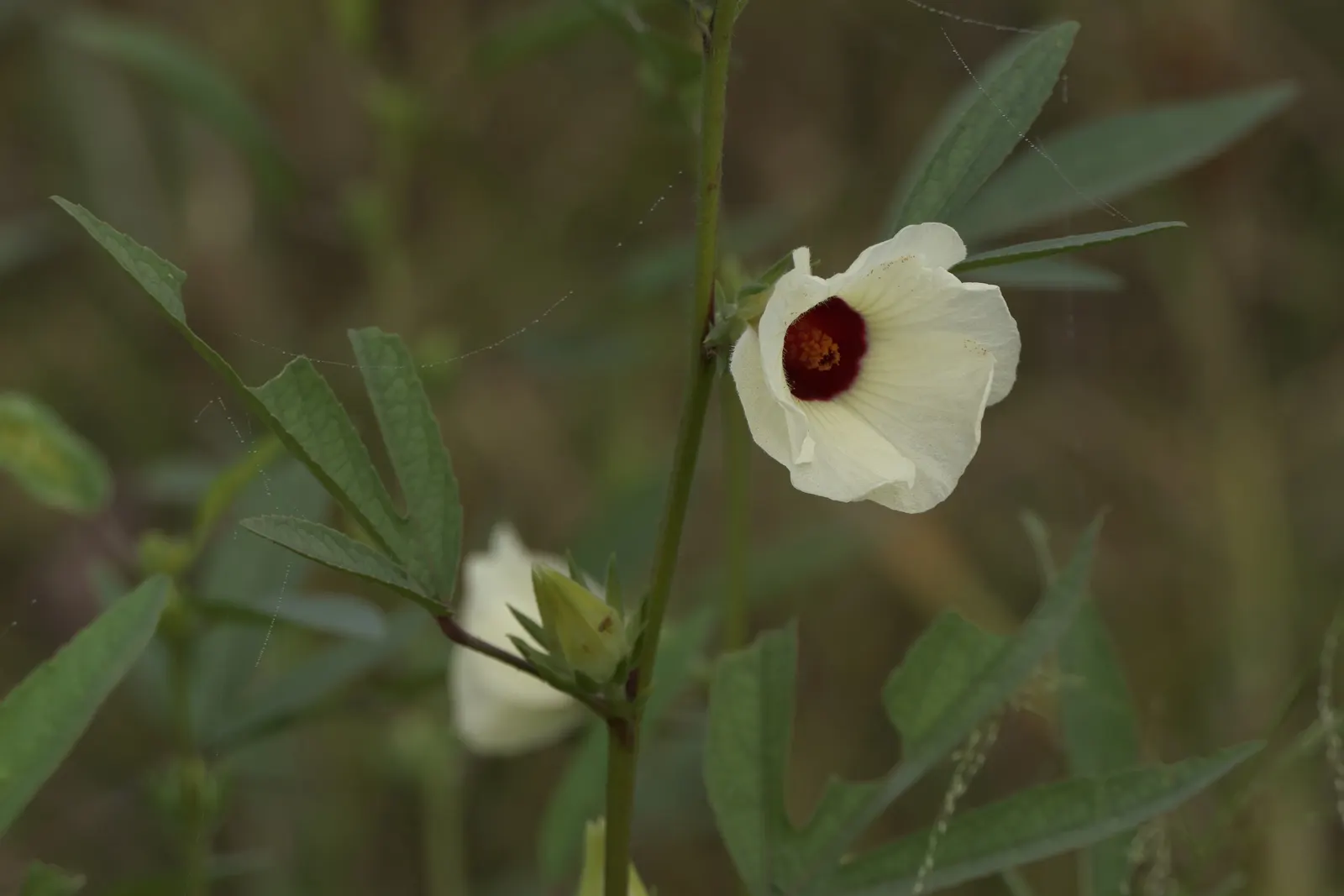 Jamaica Hibiscus (Hibiscus Rosa-Sinensis 'Jamaica') — vibrant flowers and glossy