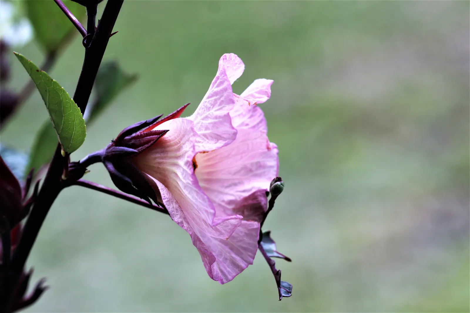 Jamaica Hibiscus (Hibiscus Rosa-Sinensis 'Jamaica') — large blooms measuring up to 6 inches across with deep red petals and glossy dark green leaves