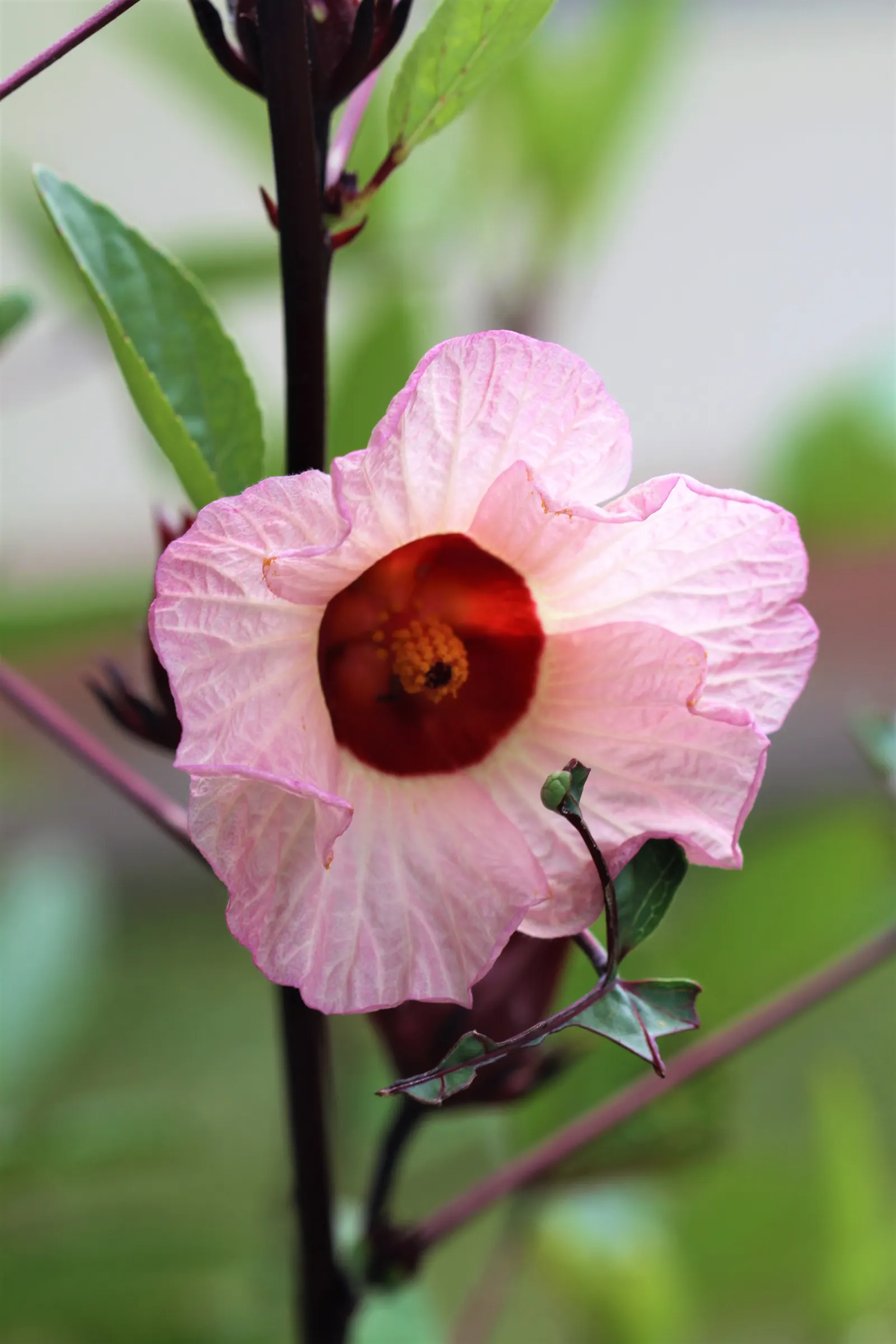 Jamaica Hibiscus (Hibiscus Rosa-Sinensis 'Jamaica') — These impressive flowers contrast strikingly with the leathery