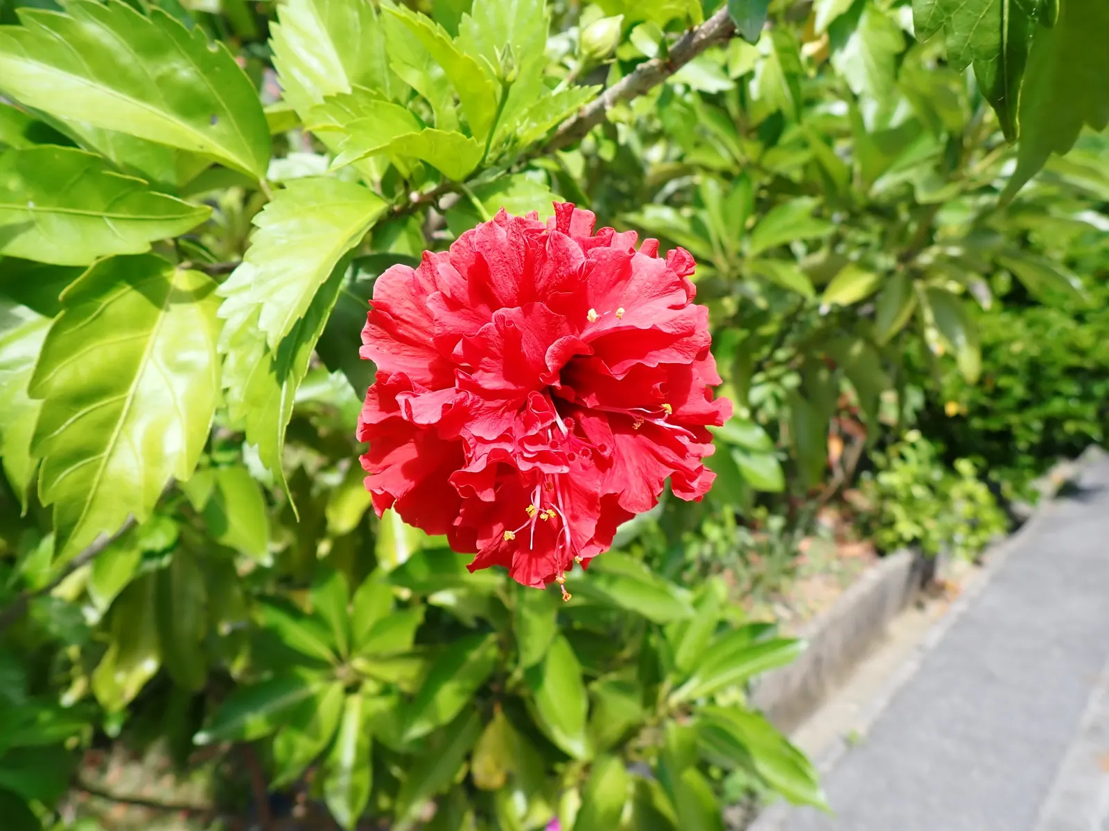 Jamaica Hibiscus (Hibiscus Rosa-Sinensis 'Jamaica') — shrub for full or half