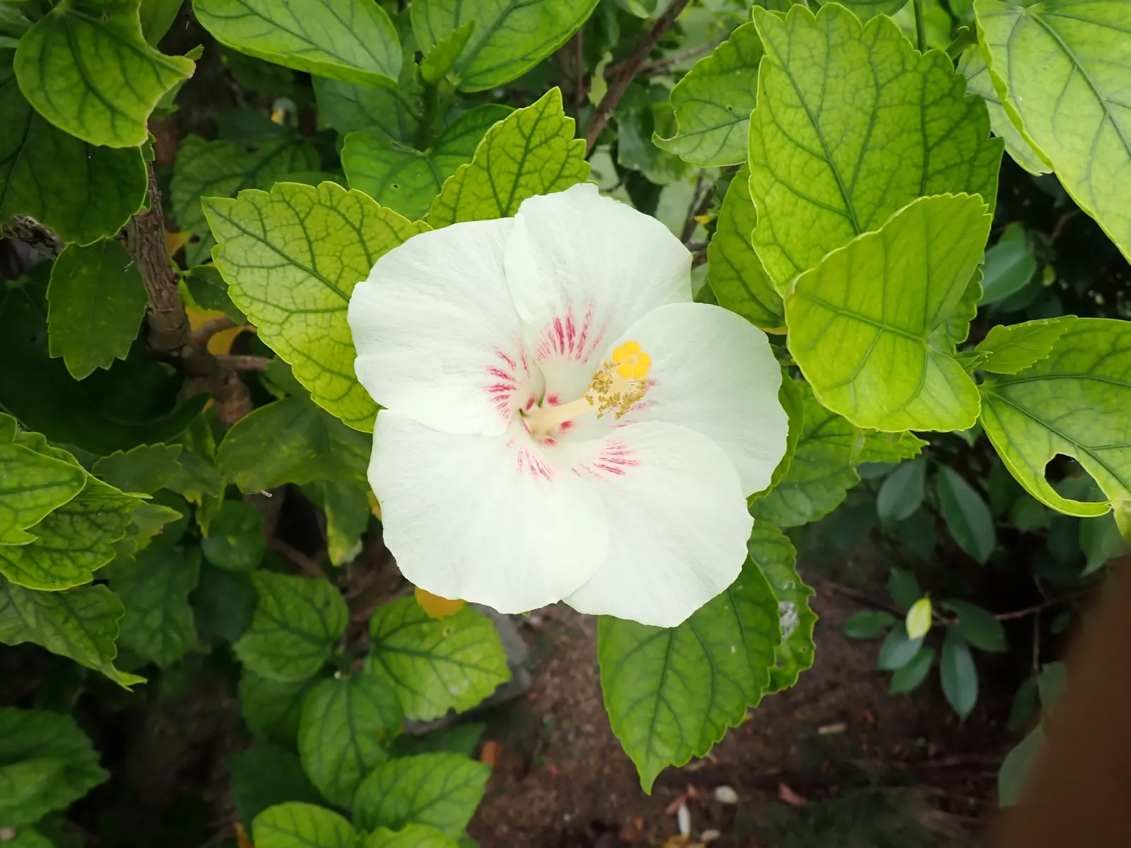 Jamaica Hibiscus (Hibiscus Rosa-Sinensis 'Jamaica') — shrub with multi-colored and red and white and yellow blooms