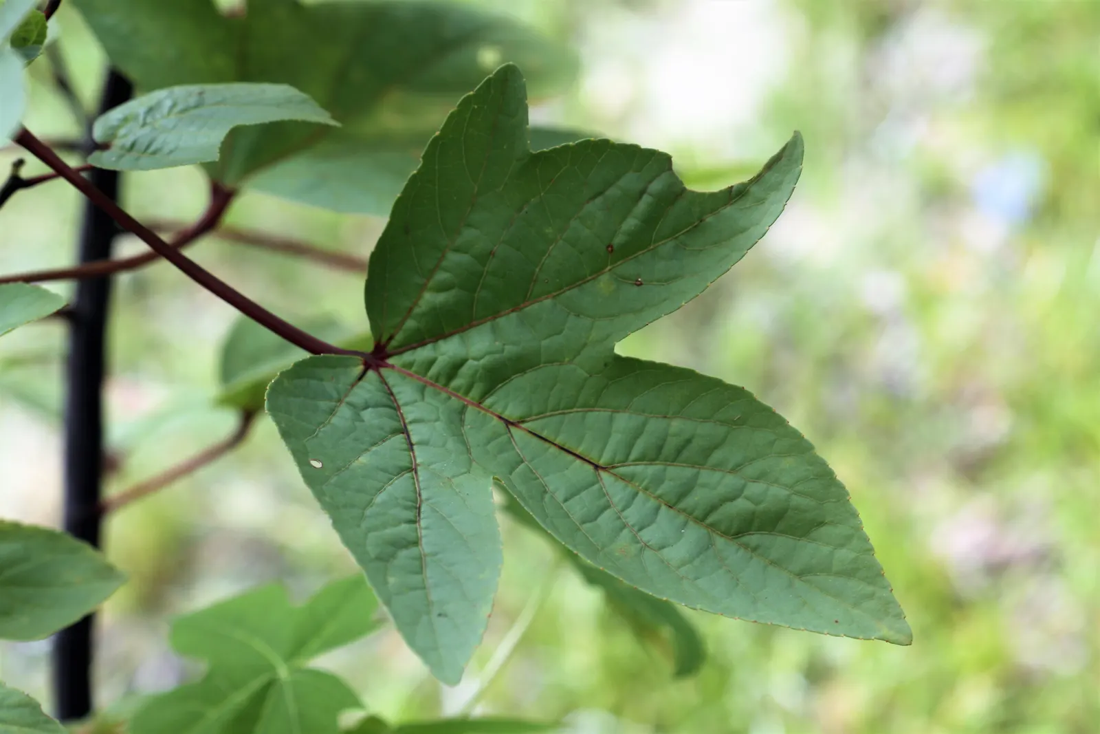 Jamaica Hibiscus (Hibiscus Rosa-Sinensis 'Jamaica') — This evergreen shrub thrives in full sun and reaches a height of 4-8 feet with a similar spread; these