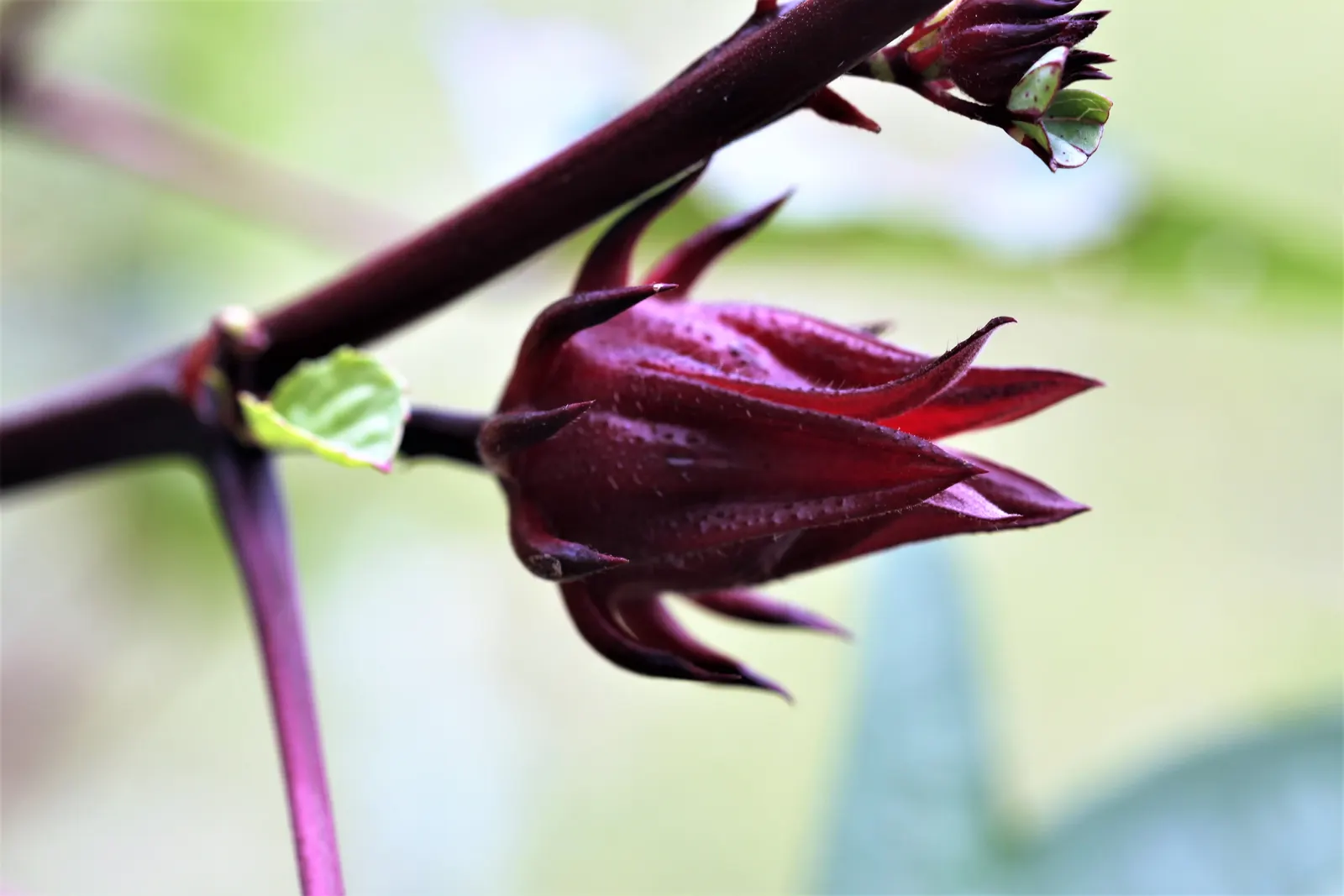 Jamaica Hibiscus (Hibiscus Rosa-Sinensis 'Jamaica') — The Hibiscus rosa-sinensis 'Jamaica' is an exotic; this evergreen shrub thrives in full sun and reaches a