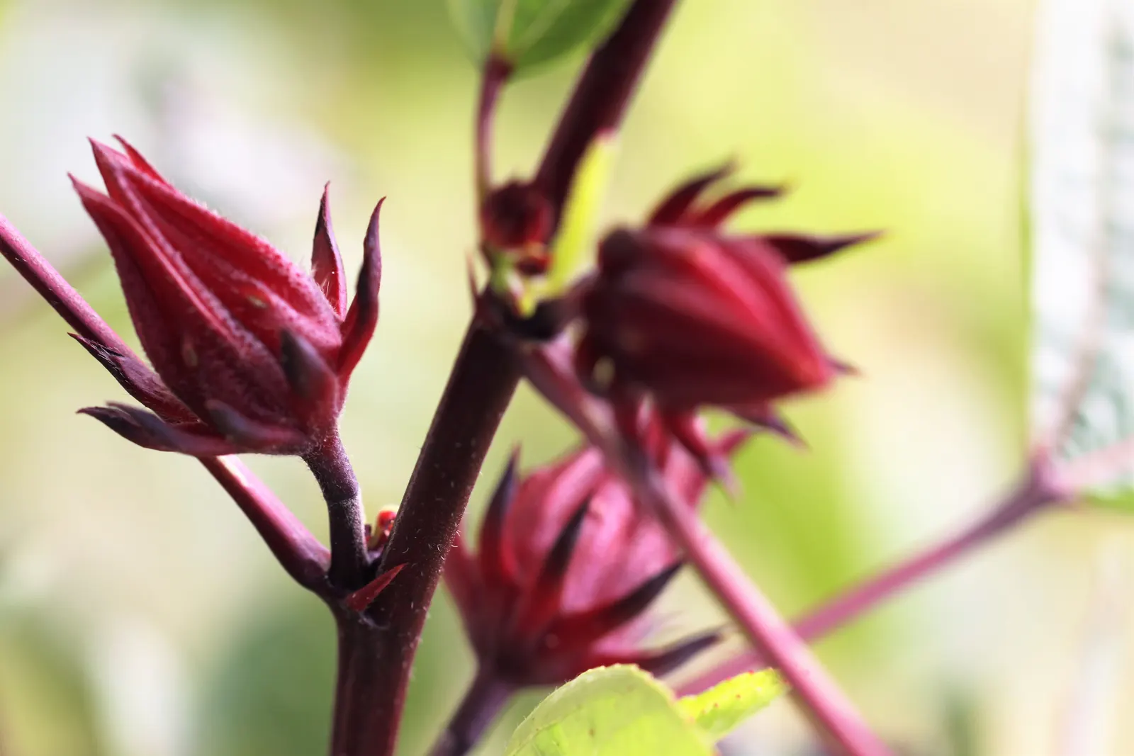Jamaica Hibiscus (Hibiscus Rosa-Sinensis 'Jamaica') — vibrant flowers and glossy; consistent moisture is crucial