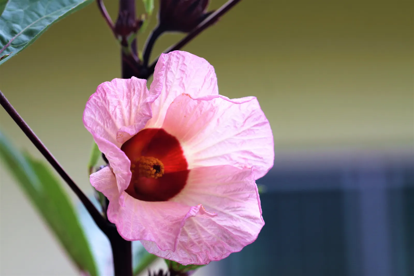 Jamaica Hibiscus (Hibiscus Rosa-Sinensis 'Jamaica') — the Jamaica Hibiscus thrives in well-drained