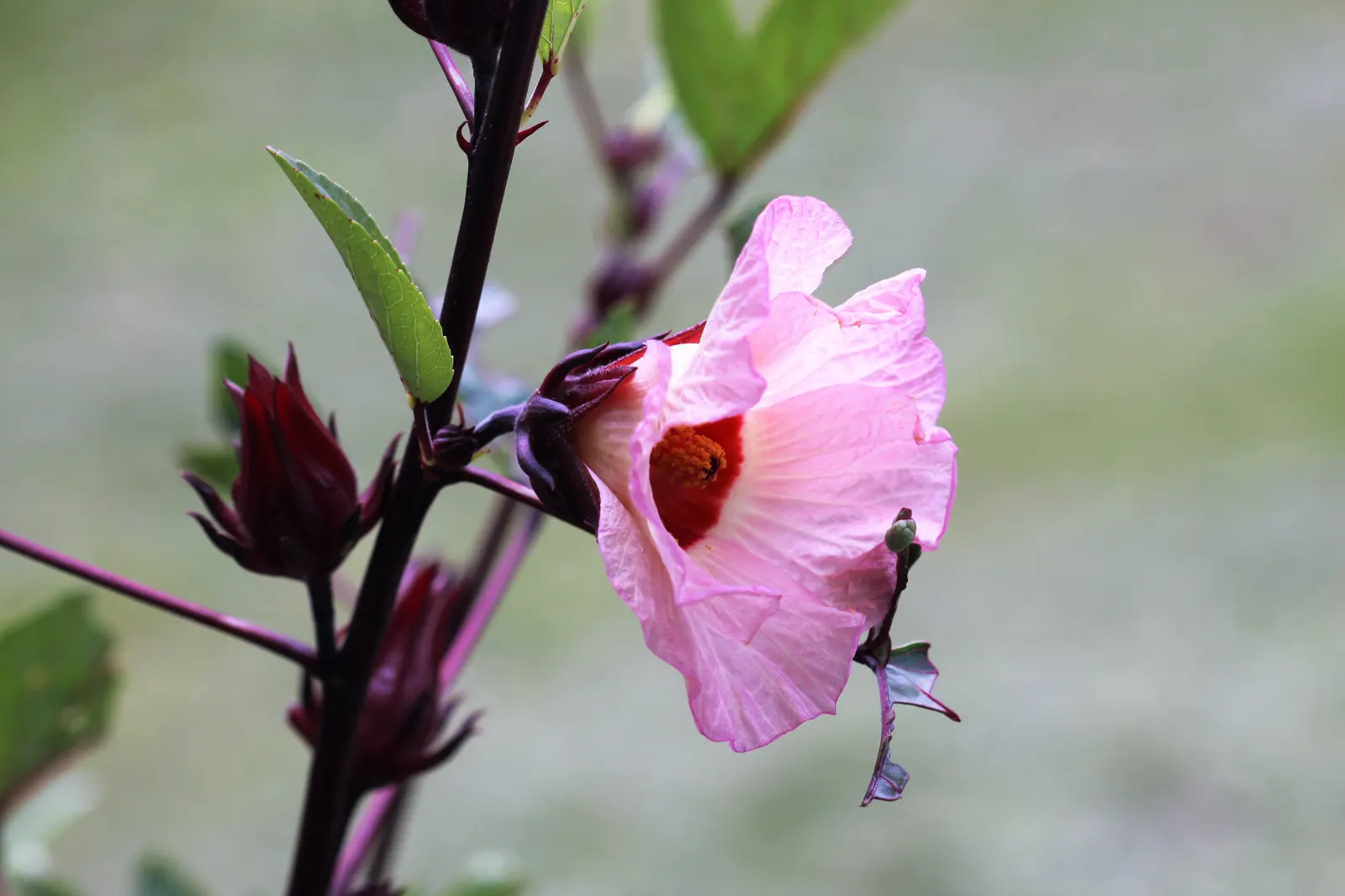 Jamaica Hibiscus (Hibiscus Rosa-Sinensis 'Jamaica') — Its bold flowers not only enhance the visual impact of a garden but also attract pollinators