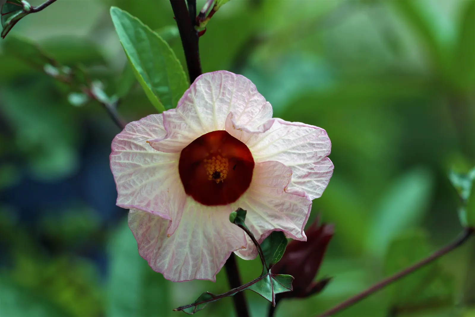 Jamaica Hibiscus (Hibiscus Rosa-Sinensis 'Jamaica') — each blossom spanning roughly 4 to 6 inches in diameter; multi-colored and red and white and yellow