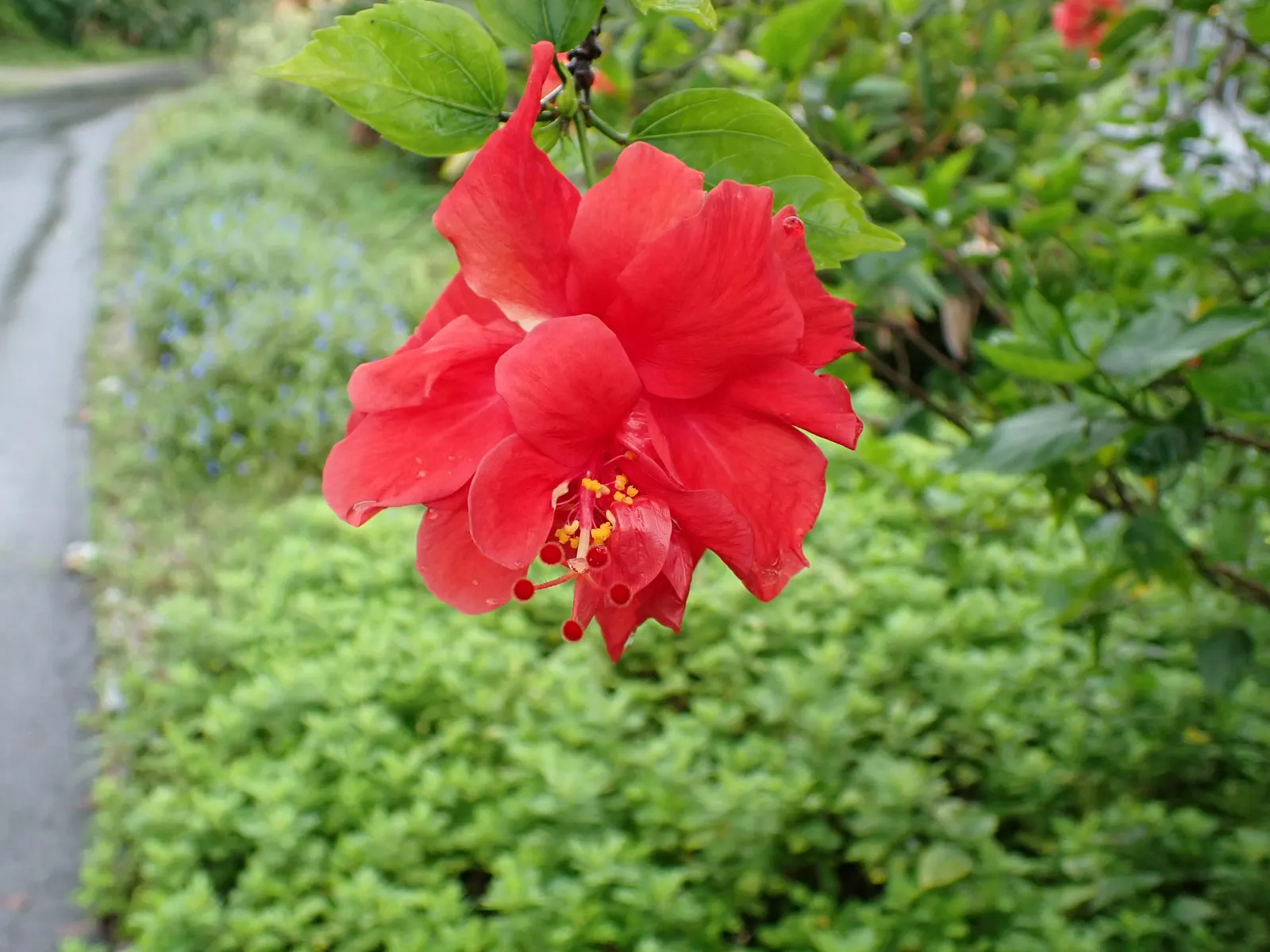 Jamaica Hibiscus (Hibiscus Rosa-Sinensis 'Jamaica') — adding a dynamic layer of interaction with the local ecosystem.<br><br>In conclusion