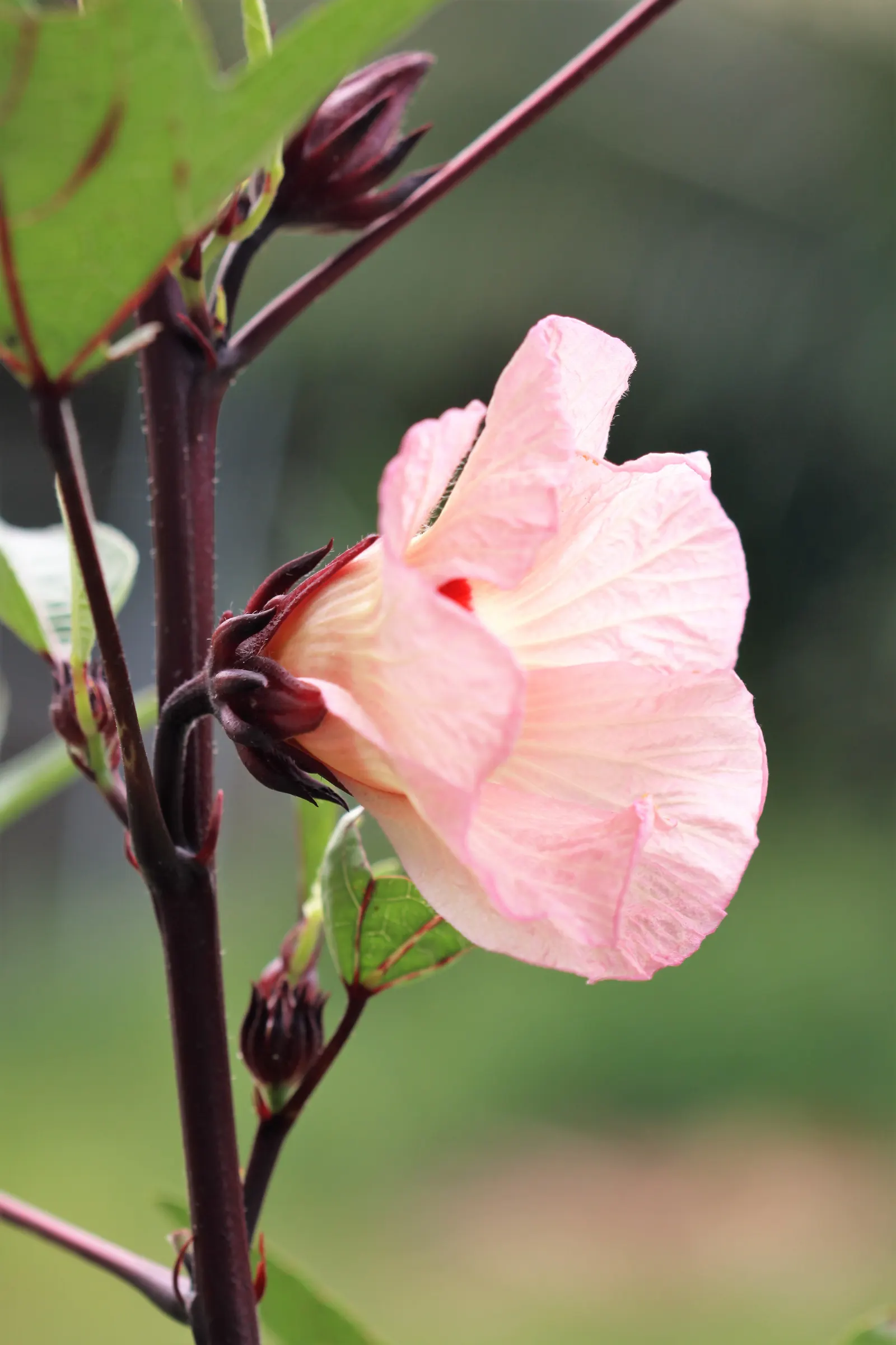 Jamaica Hibiscus (Hibiscus Rosa-Sinensis 'Jamaica') — showy petals range in color from deep red to bright orange