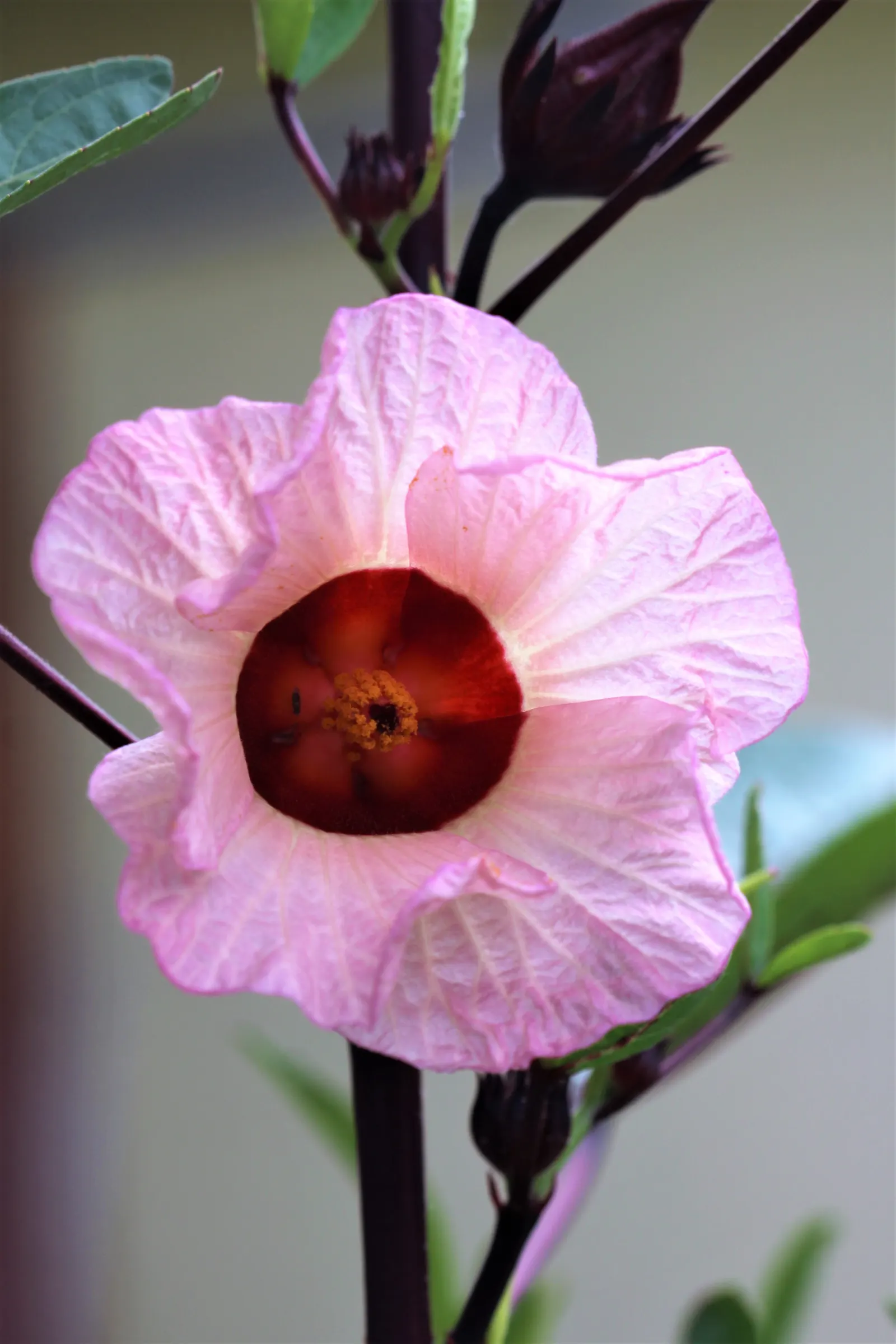 Jamaica Hibiscus (Hibiscus Rosa-Sinensis 'Jamaica') — particularly admired for its prolific blooming and tropical appeal