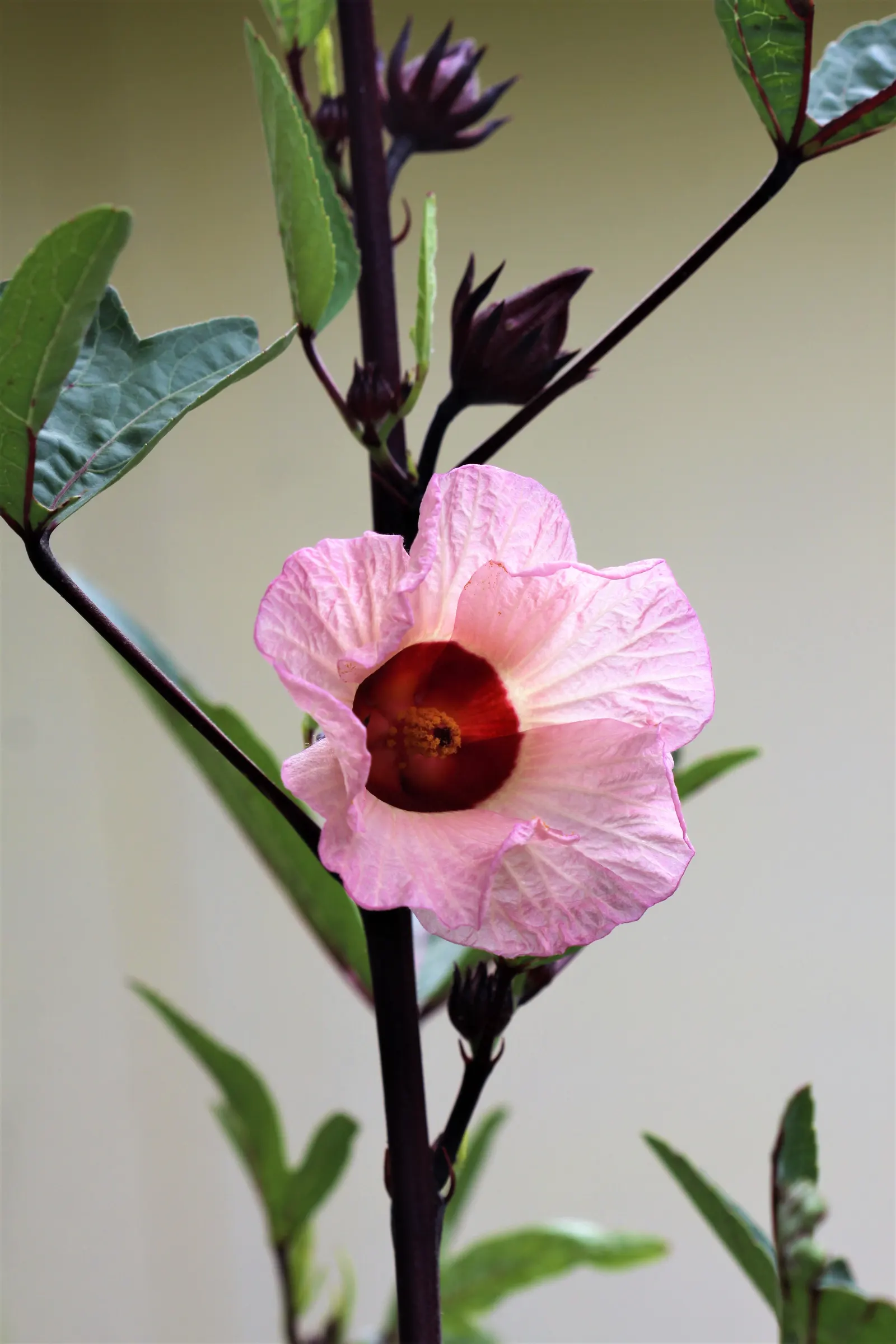 Jamaica Hibiscus (Hibiscus Rosa-Sinensis 'Jamaica') — The Hibiscus rosa-sinensis 'Jamaica' is an exotic