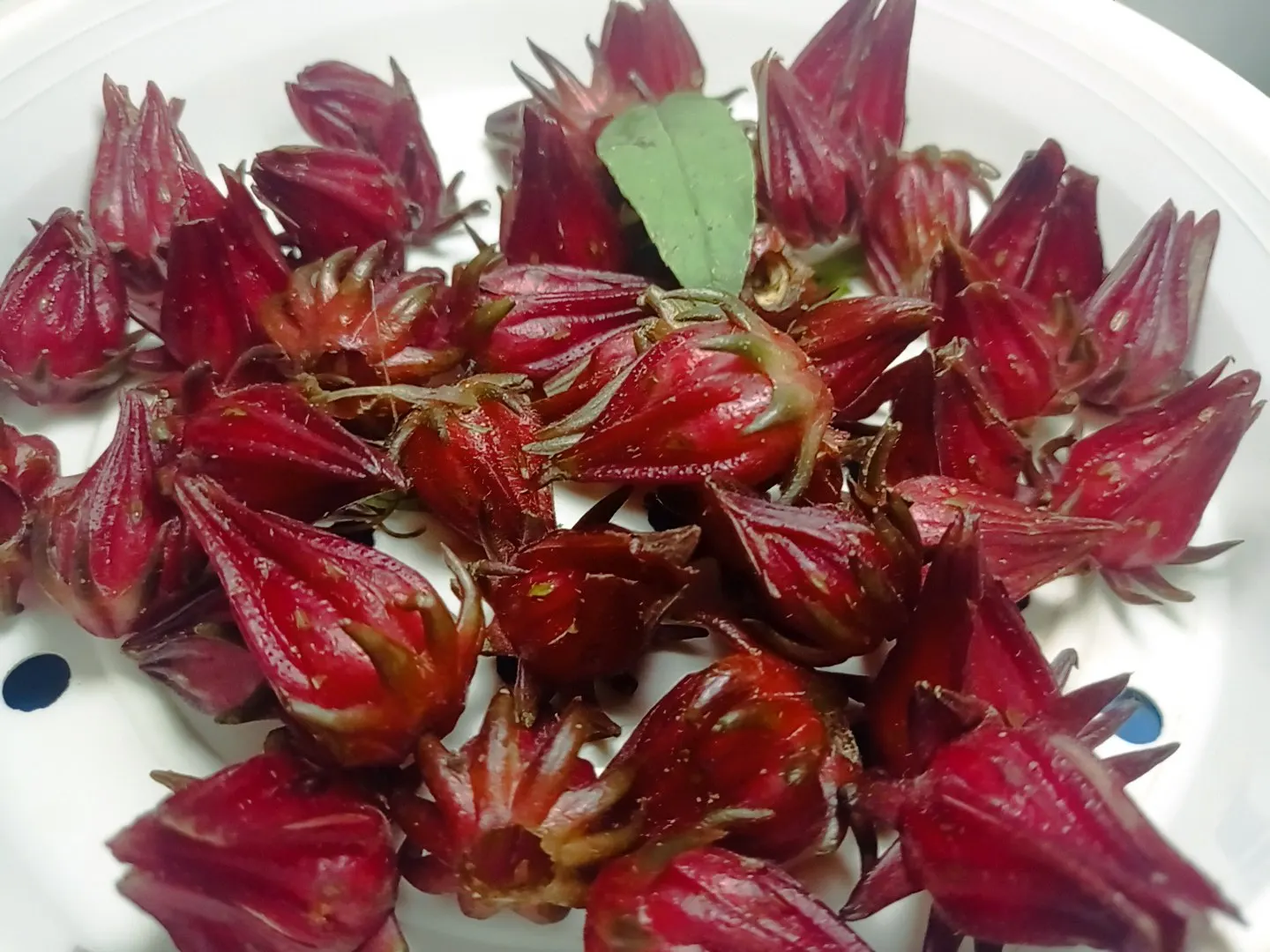 Jamaica Hibiscus (Hibiscus Rosa-Sinensis 'Jamaica') — the Jamaica Hibiscus forms a dense