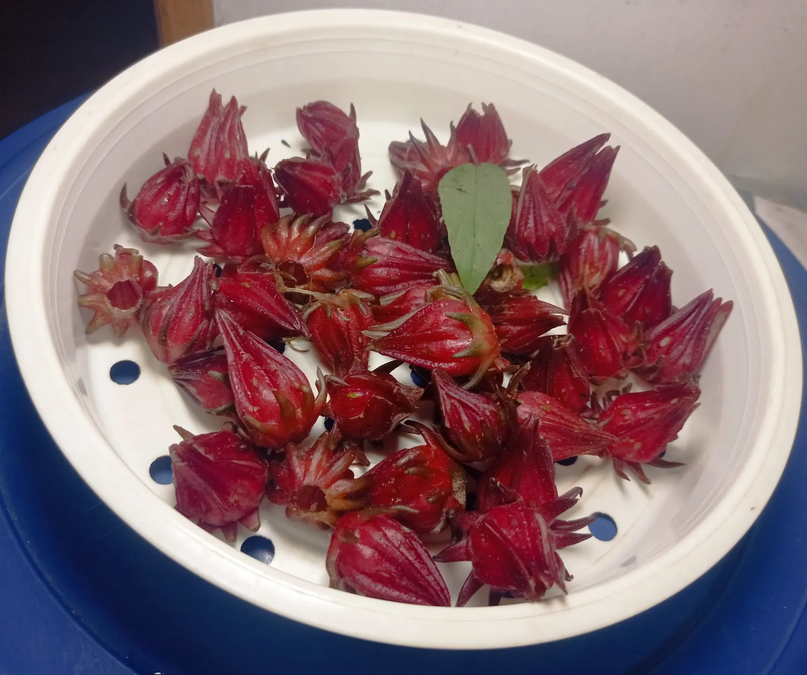 Jamaica Hibiscus (Hibiscus Rosa-Sinensis 'Jamaica') — which can grow up to 6 inches long.<br><br>Preferring full sun to light shade