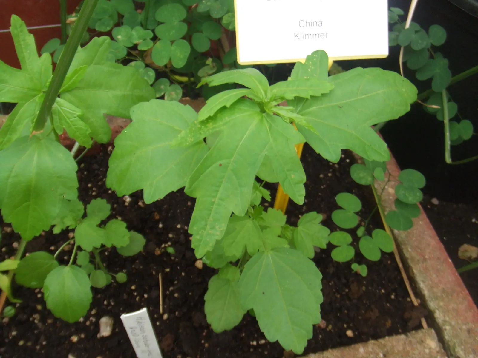 Jamaica Hibiscus (Hibiscus Rosa-Sinensis 'Jamaica') — In climates experiencing frost, it is commonly grown as a potted plant, which allows for overwintering