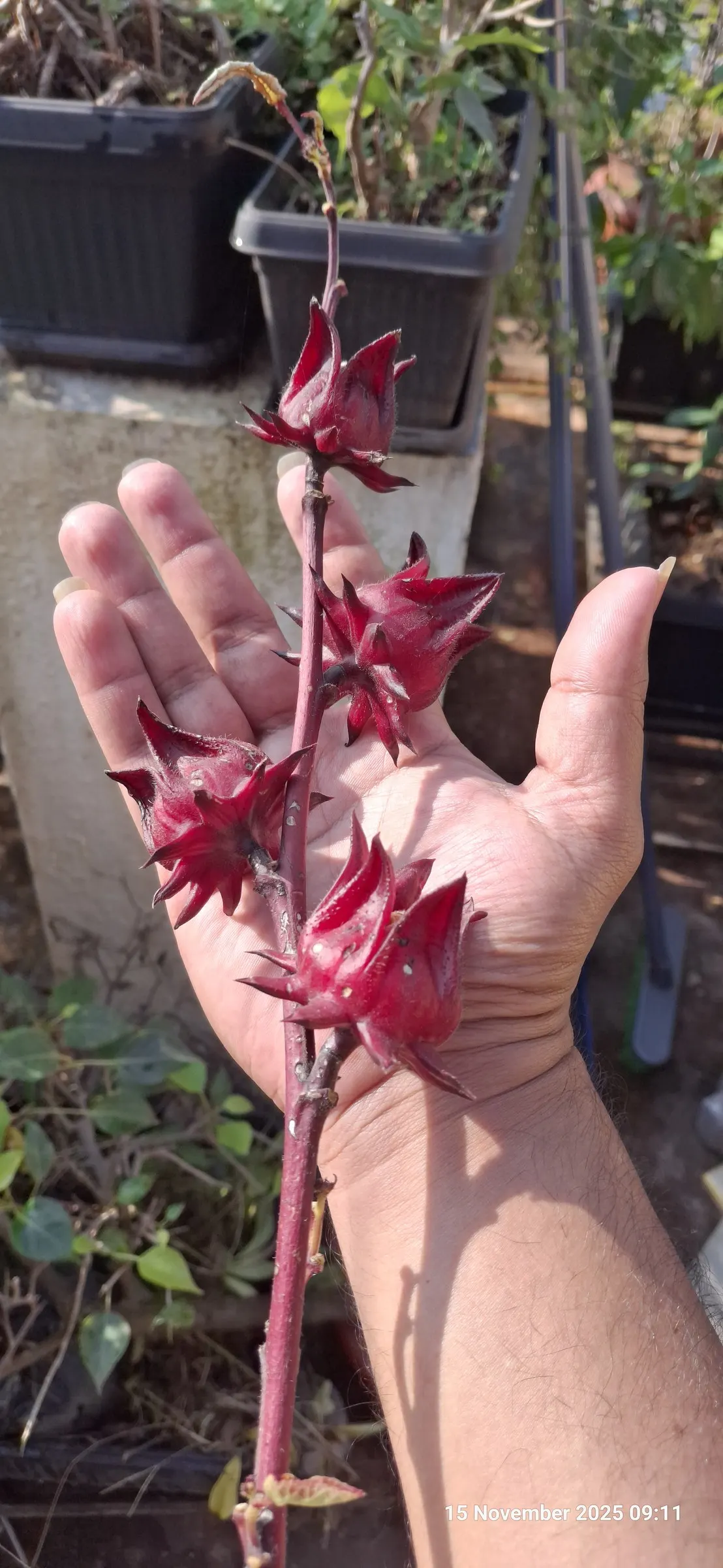 Jamaica Hibiscus (Hibiscus Rosa-Sinensis 'Jamaica') — consistent moisture is crucial