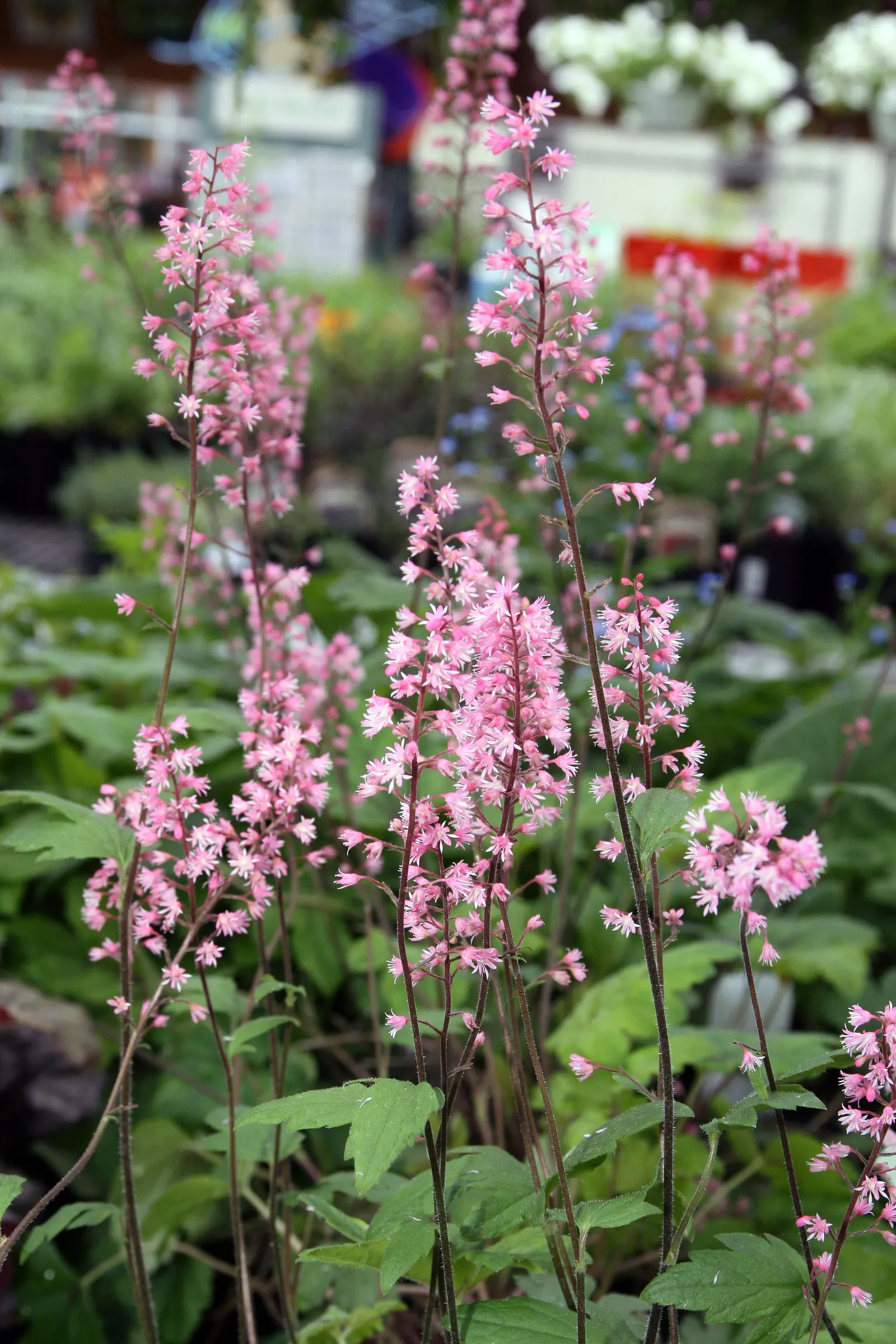 Dayglow Pink Heucherella (Heucherella 'Dayglow Pink') — herbaceous perennial featuring lush