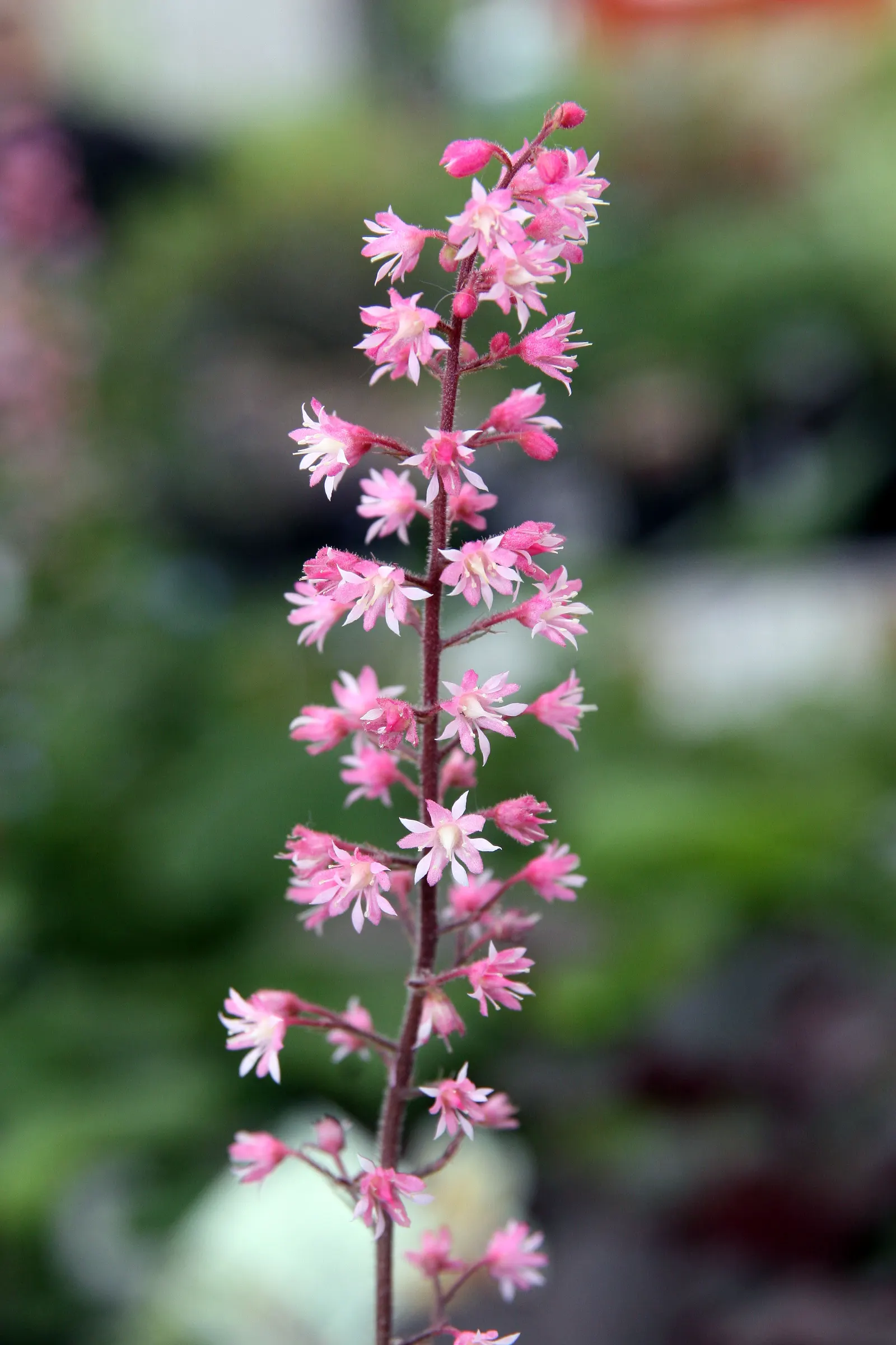 Dayglow Pink Heucherella (Heucherella 'Dayglow Pink') — lobed foliage and striking pink blooms