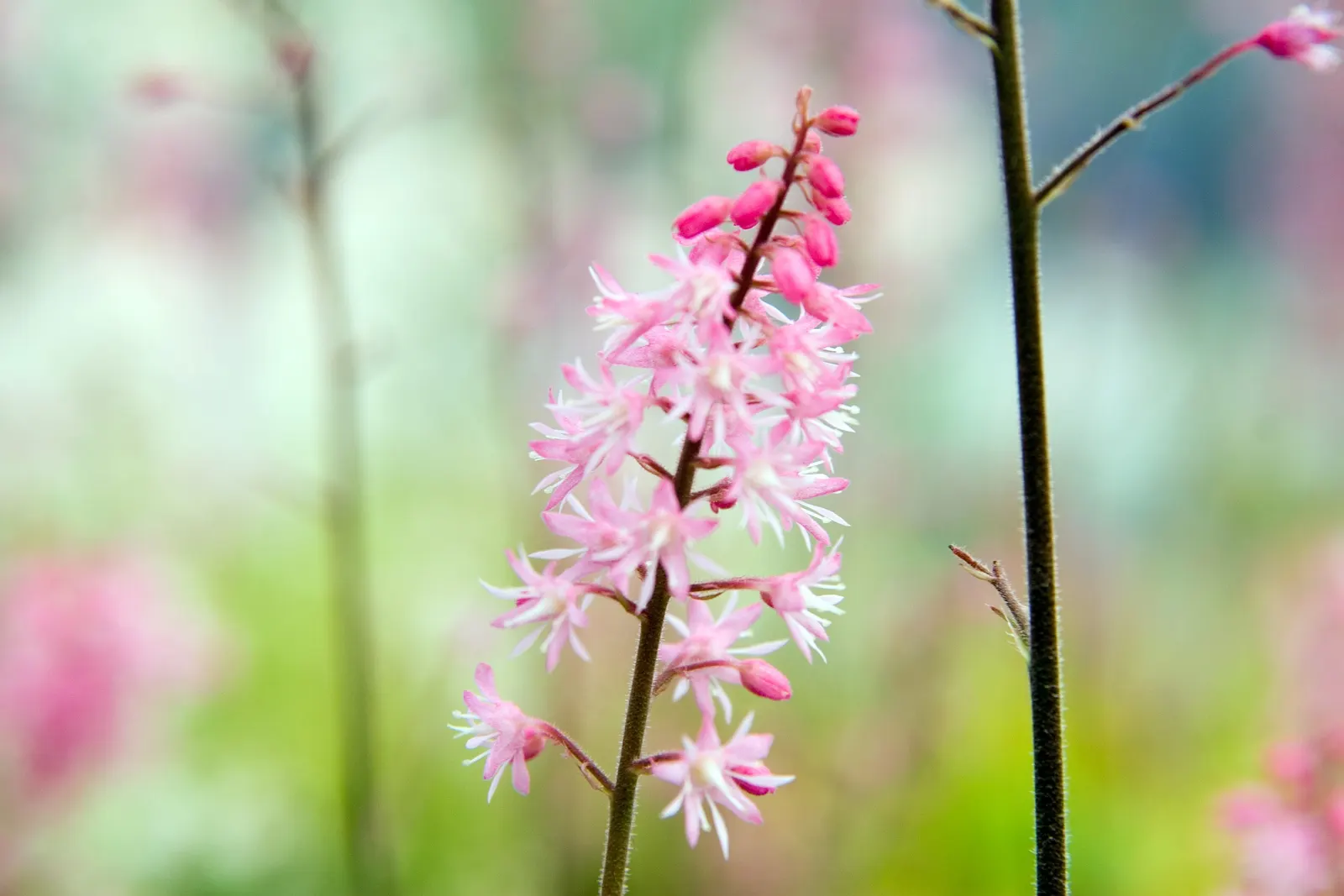 Dayglow Pink Heucherella (Heucherella 'Dayglow Pink') — a vibrant and versatile perennial