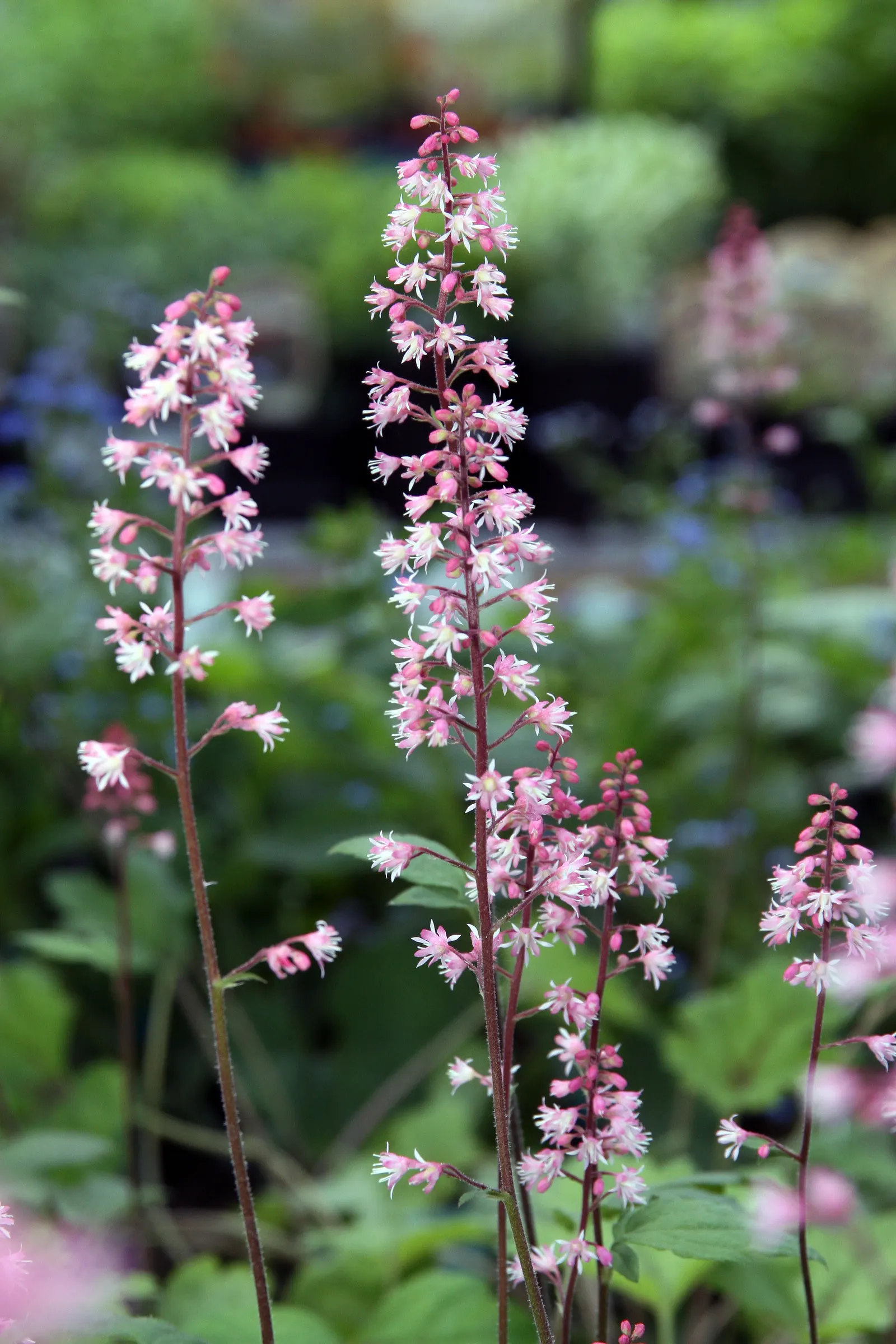 Dayglow Pink Heucherella (Heucherella 'Dayglow Pink') — this hybrid matures at a height of about 10 inches and spreads up to 15 inches
