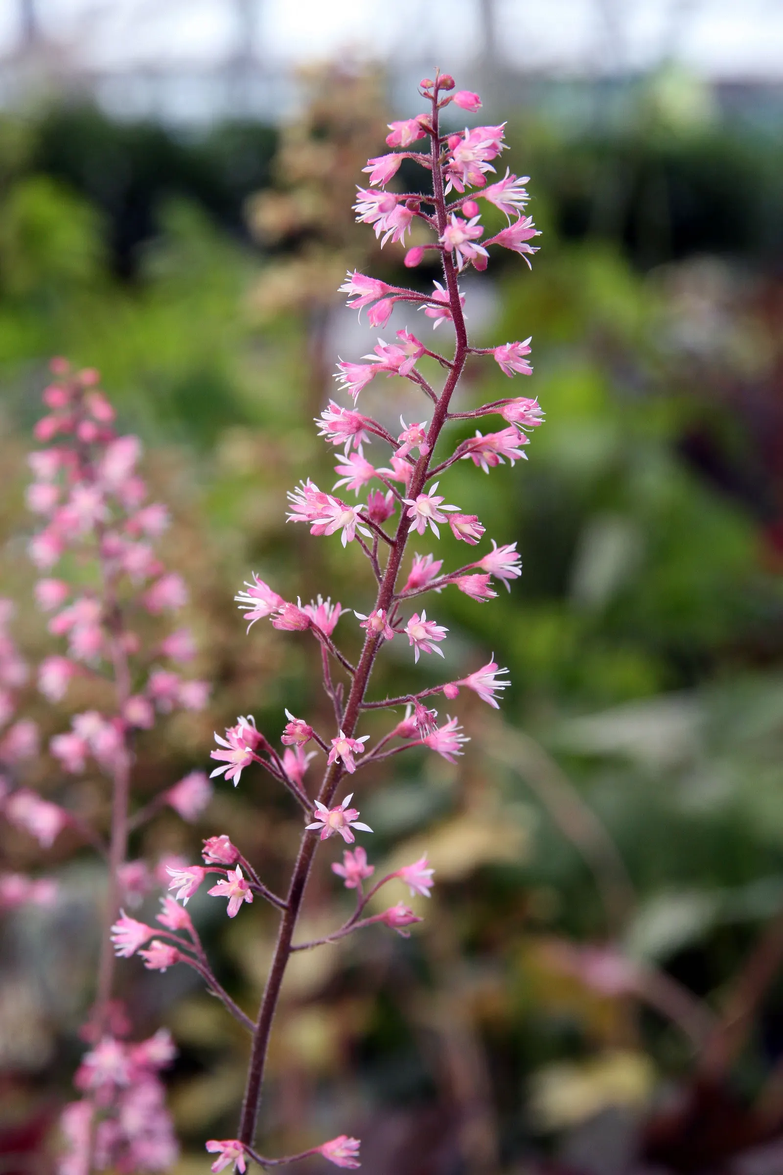 Dayglow Pink Heucherella (Heucherella 'Dayglow Pink') — Hardy in zones 4-9, it requires well-drained soil and moderate moisture