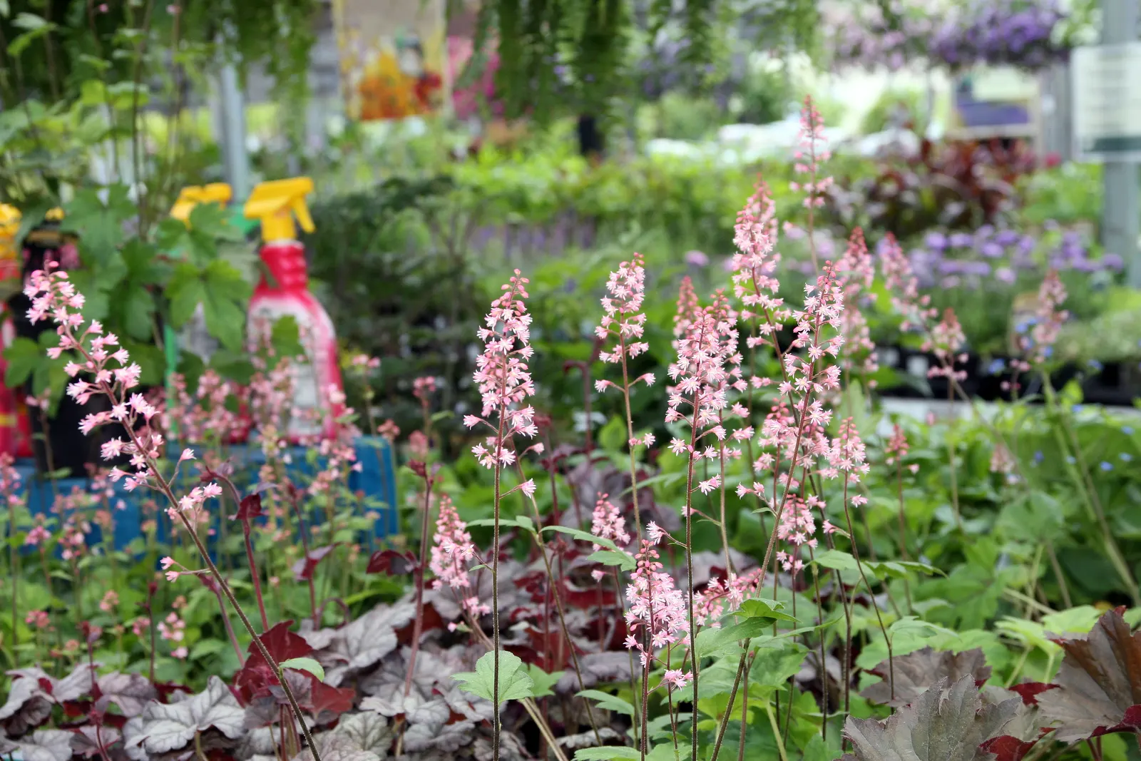 Dayglow Pink Heucherella (Heucherella 'Dayglow Pink') — perfect for ground cover or border accents