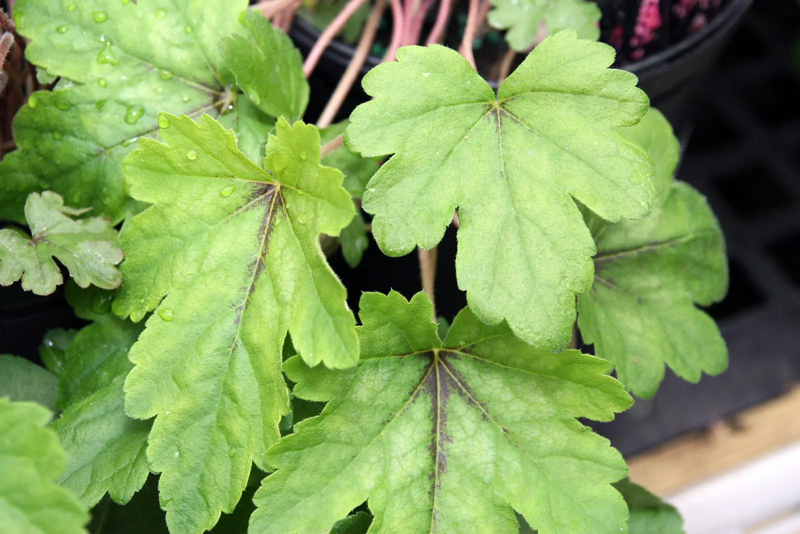 Dayglow Pink Heucherella (Heucherella 'Dayglow Pink') — is a delightful addition to any landscape design