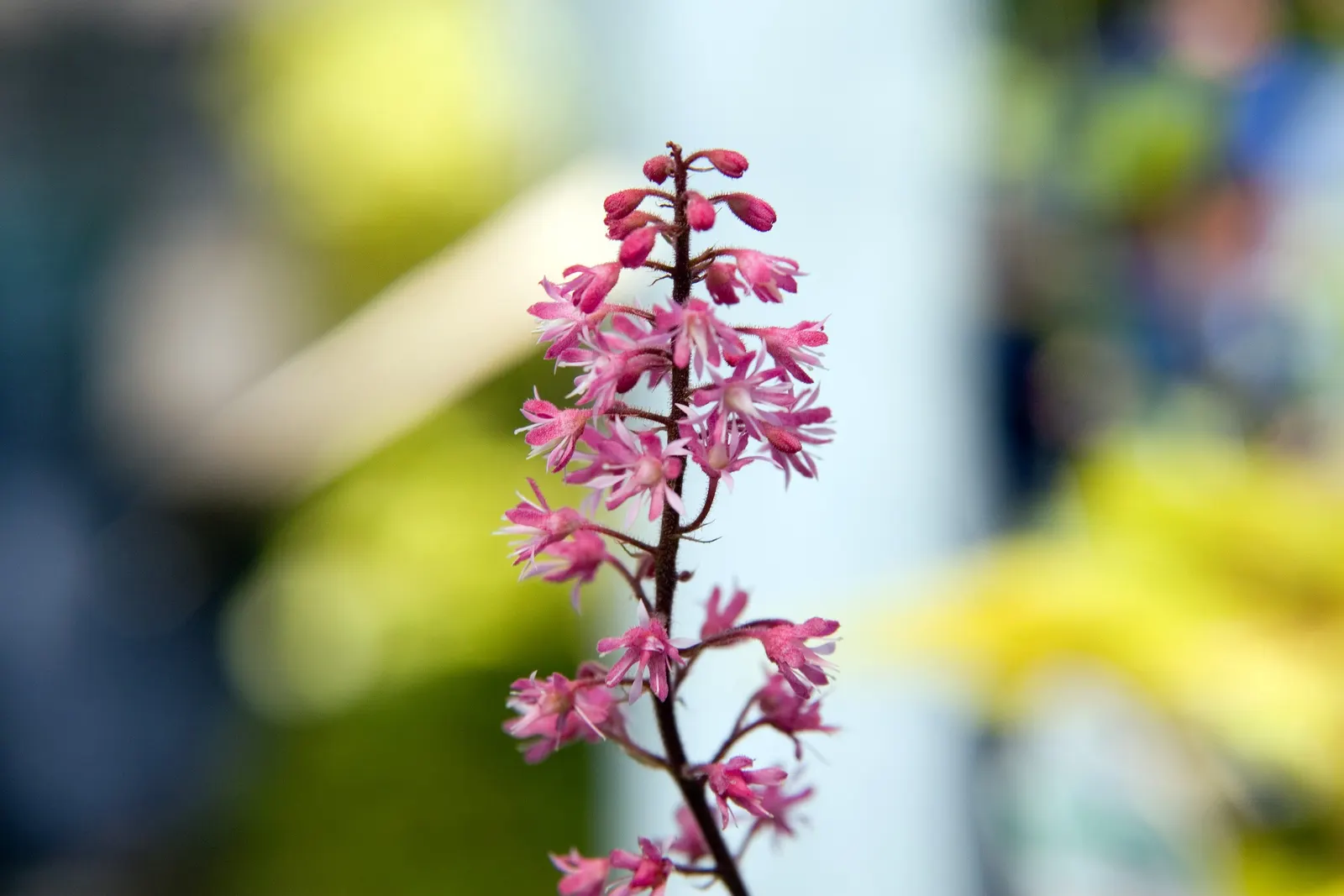 Dayglow Pink Heucherella (Heucherella 'Dayglow Pink') — Its vivid flowers and year-round appeal make it an excellent choice for visual interest in any garden