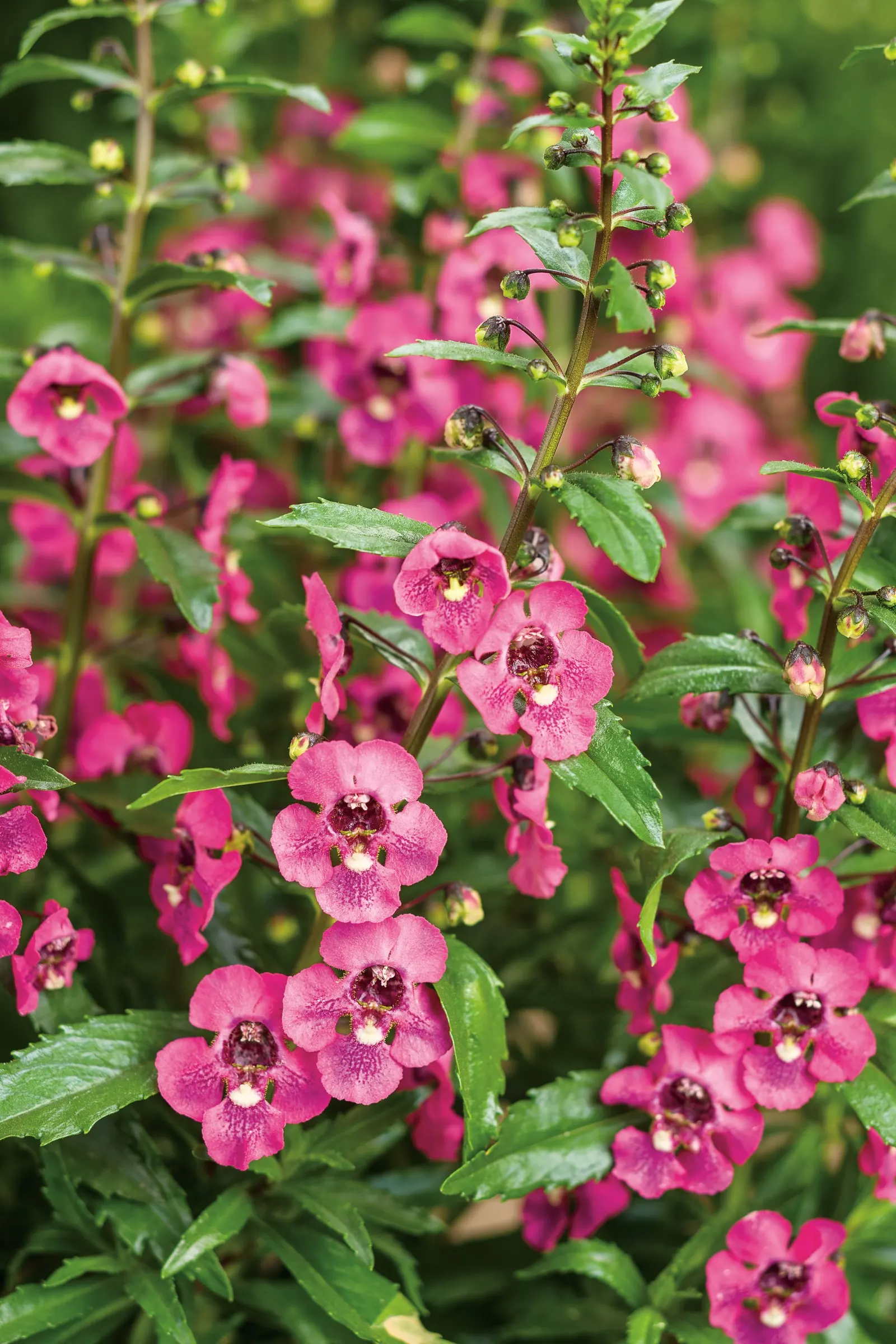 Summer Snapdragon (Angelonia) — Try some in a flower arrangement this year and see for yourself; angelface Perfectly Pink a ngelonia will tolerate, image 56