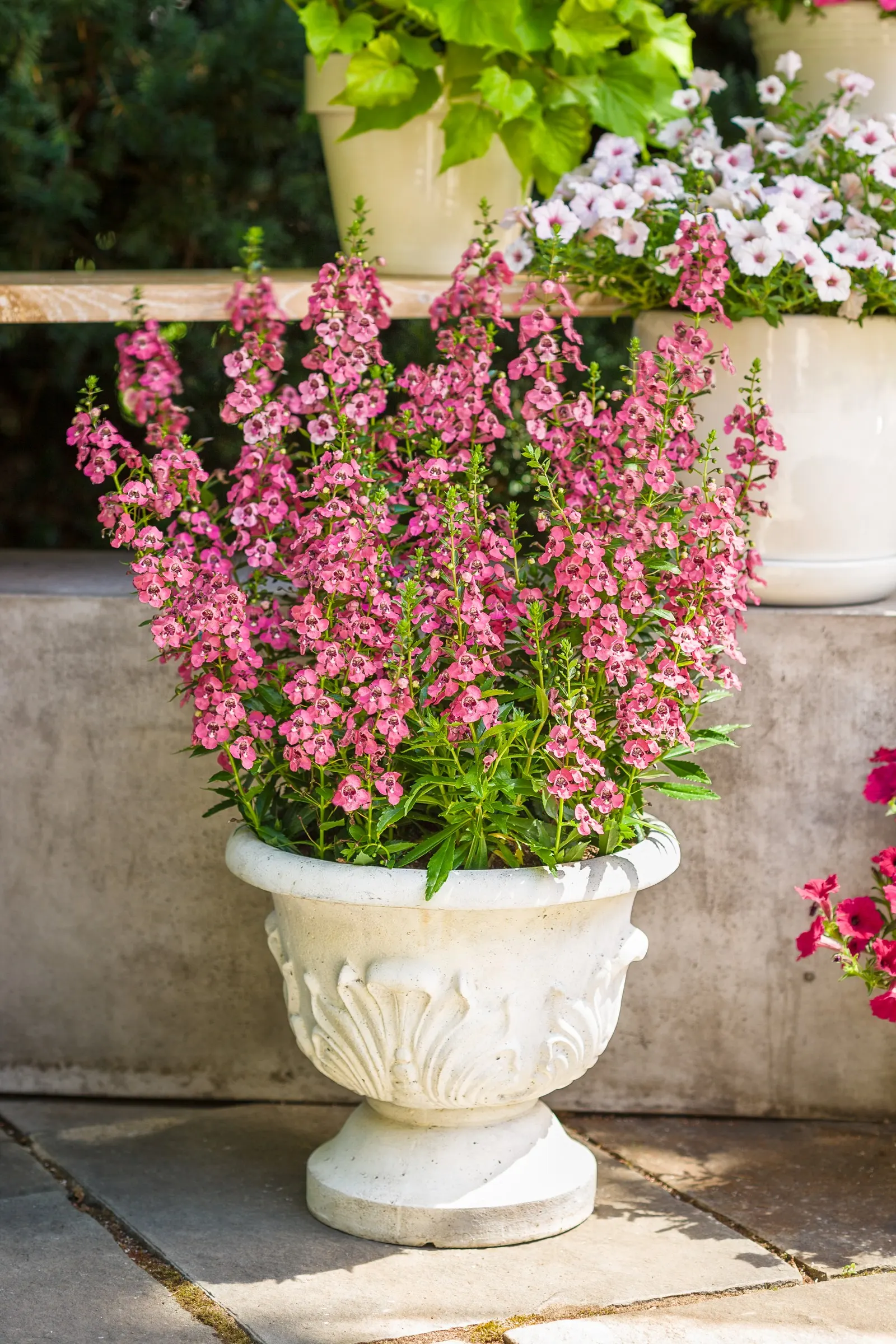 Summer Snapdragon (Angelonia) — pink flowers in the garden; brilliantly colored blooms