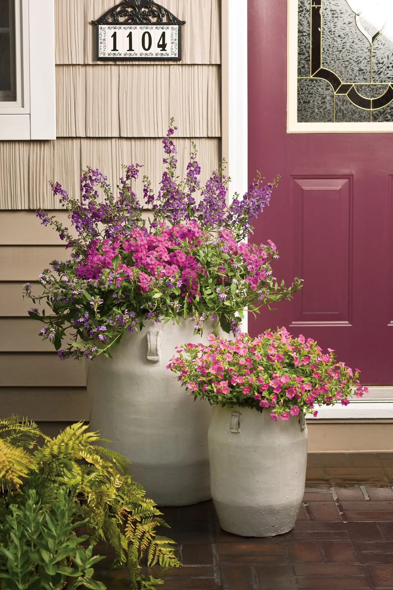 Summer Snapdragon (Angelonia) — Angelface Perfectly Pink angelonia is known for long lasting flowers on this beautiful snapdragon plant