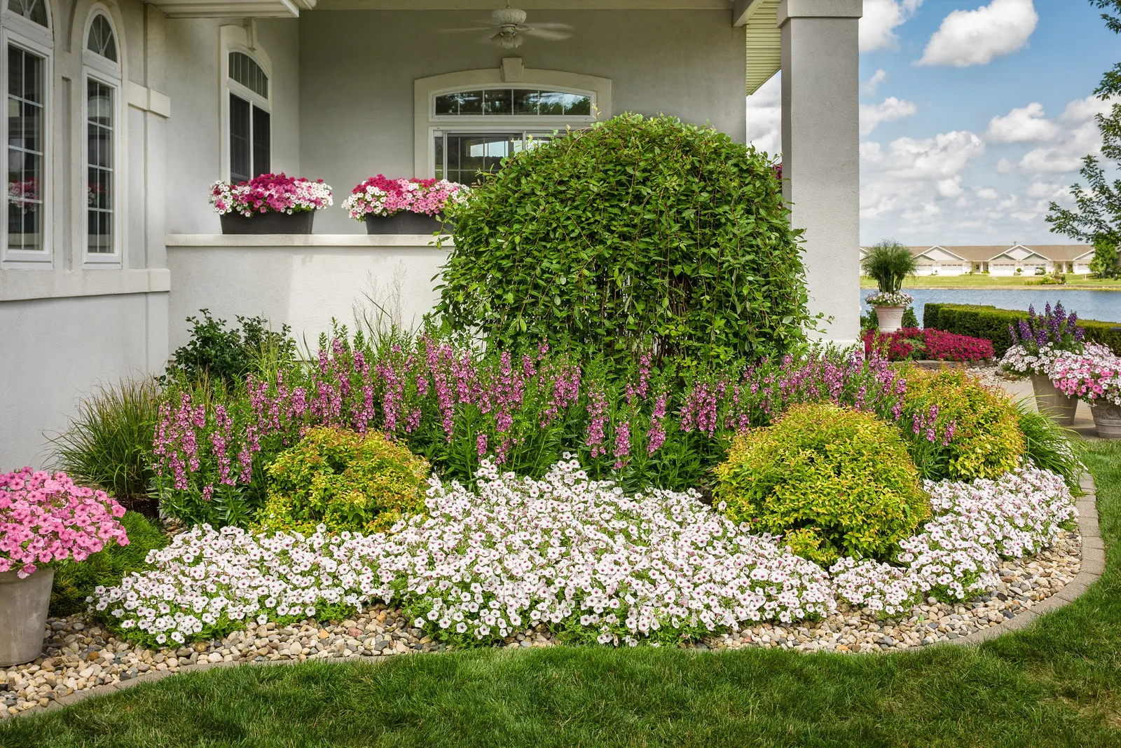 Bubblegum® II Petunia — Your plant will take a week to recover from the trim; what hasn’t changed: its massive size and vigor, image 109