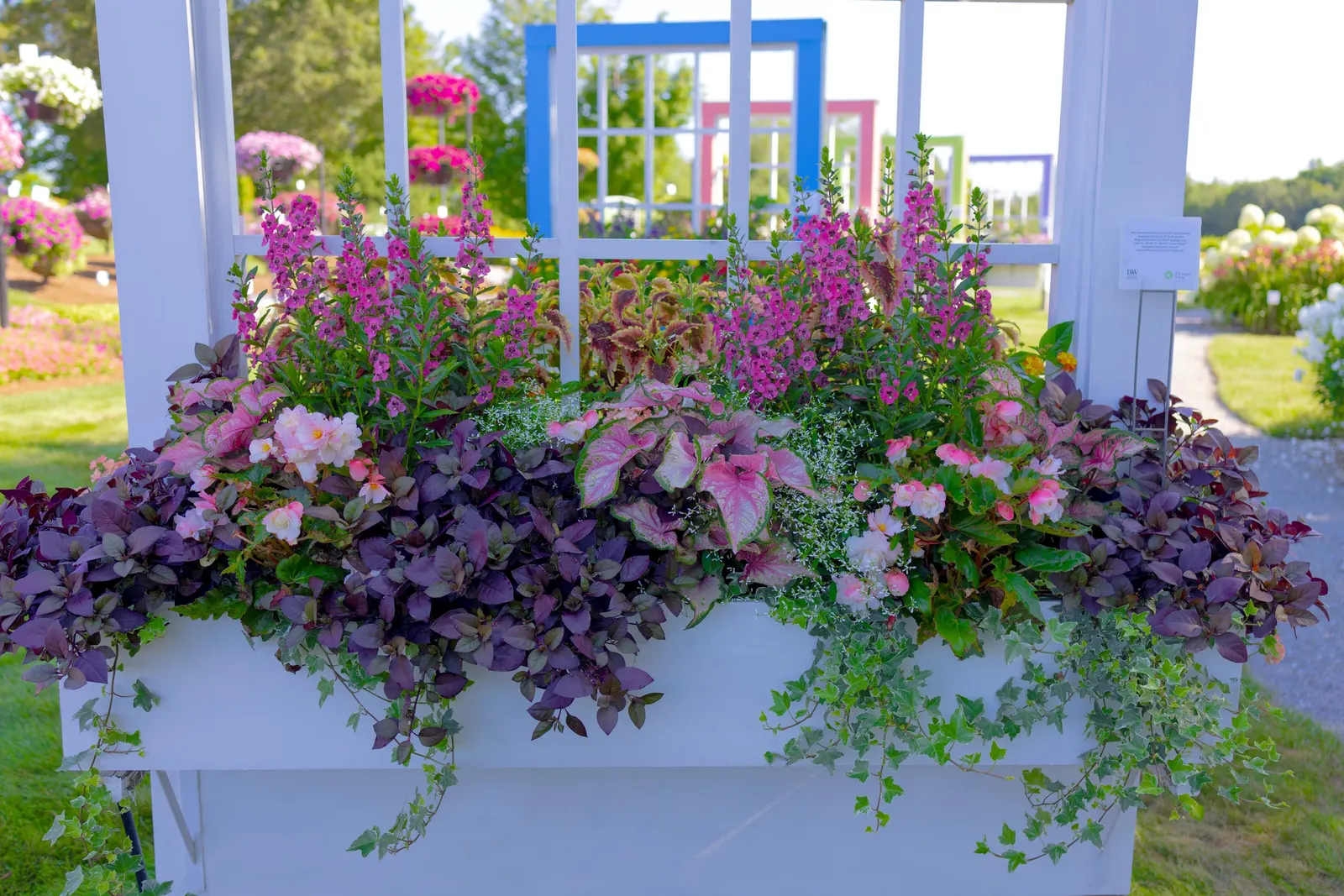 Plum Dandy™ Alternanthera — where its dark foliage grounds brighter companions and gives plantings a tailored finish; use it to deepen a summer palette