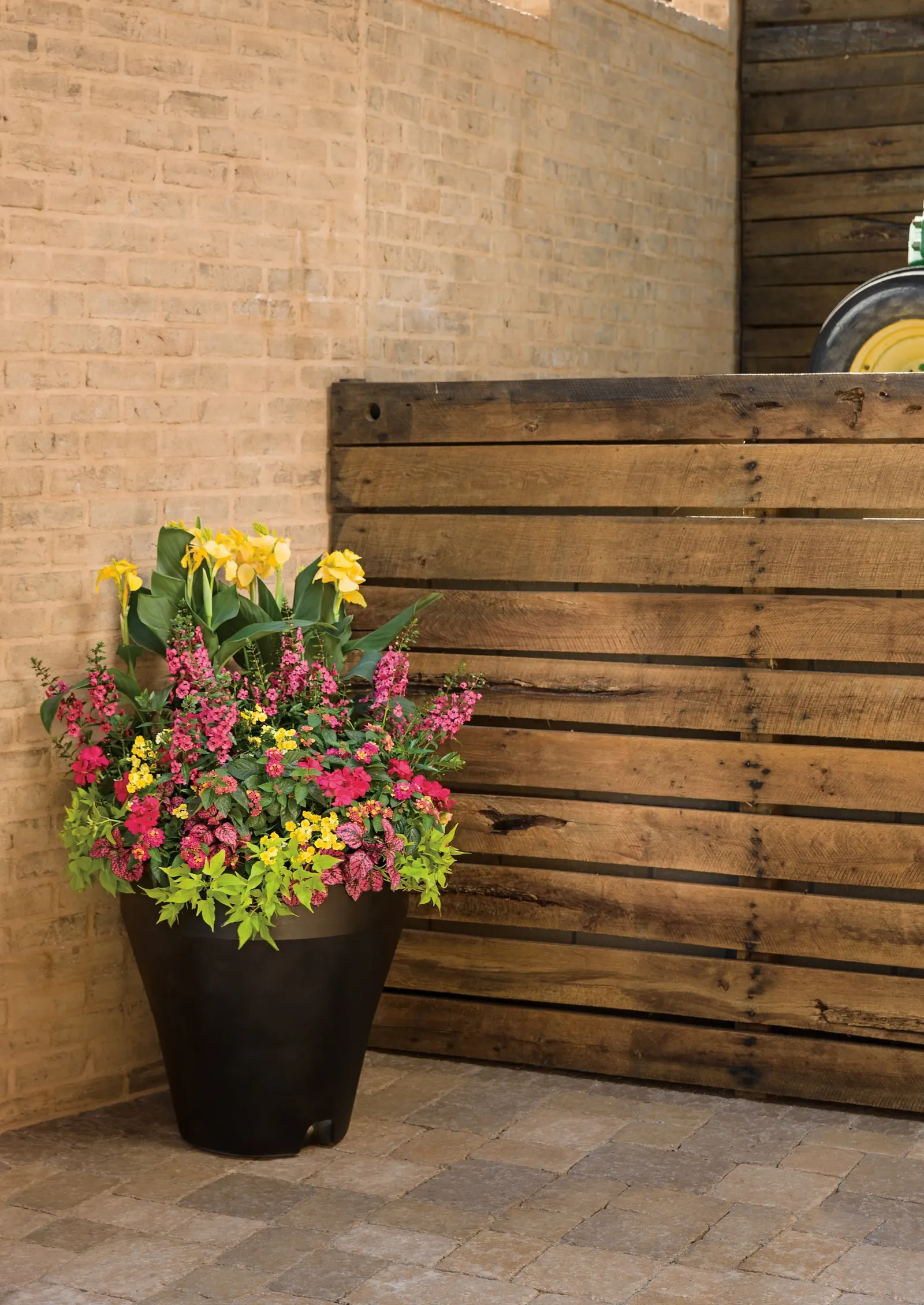 Yellow Canna Lily (Canna generalis) — and poolside arrangements