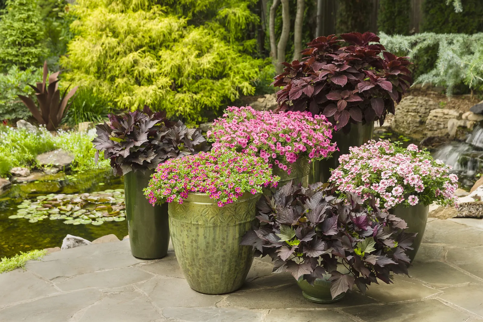 Rosé Verbena — it may behave as a tender perennial in mild climates