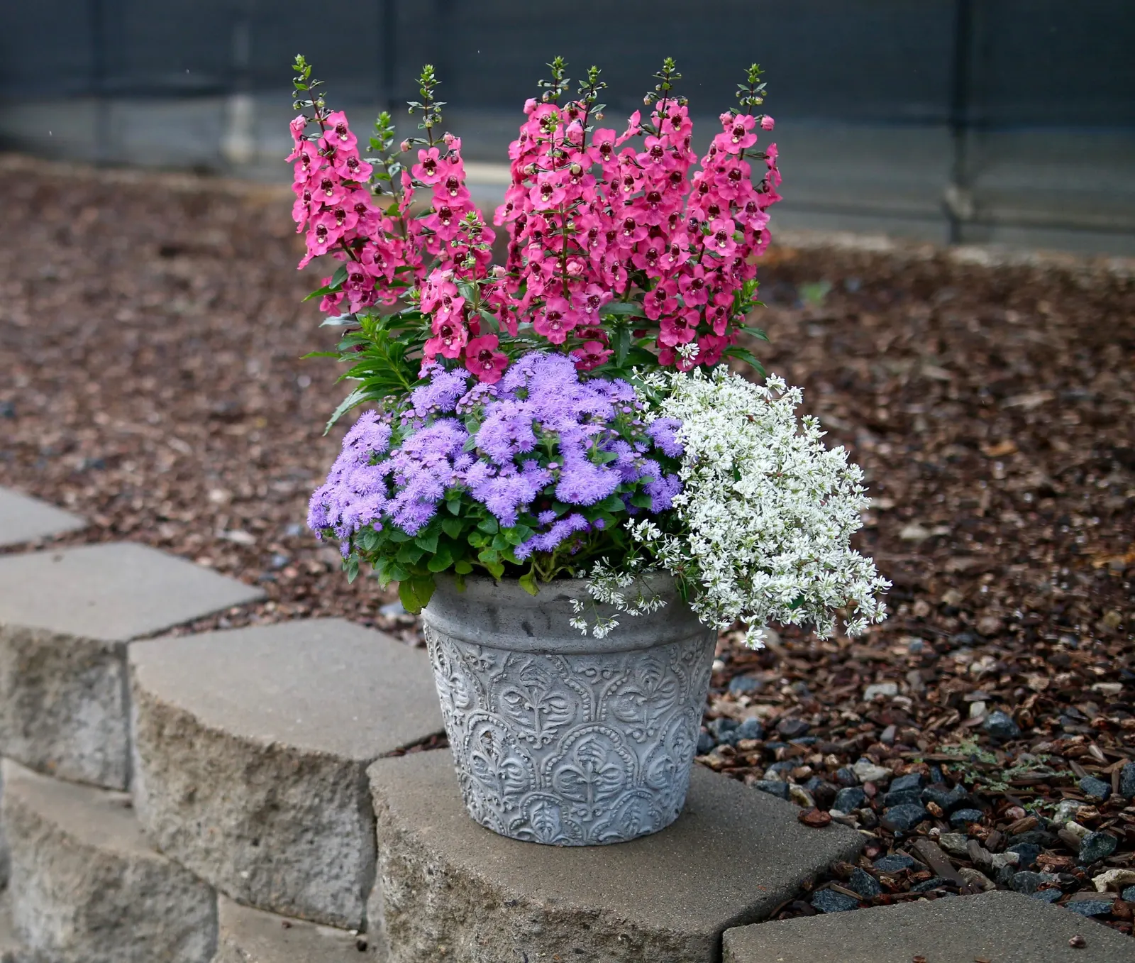 Blue Flossflower (Ageratum) — gardeners enjoy reliable color from planting through fall; the plants shouldn't need much, if any, maintenance