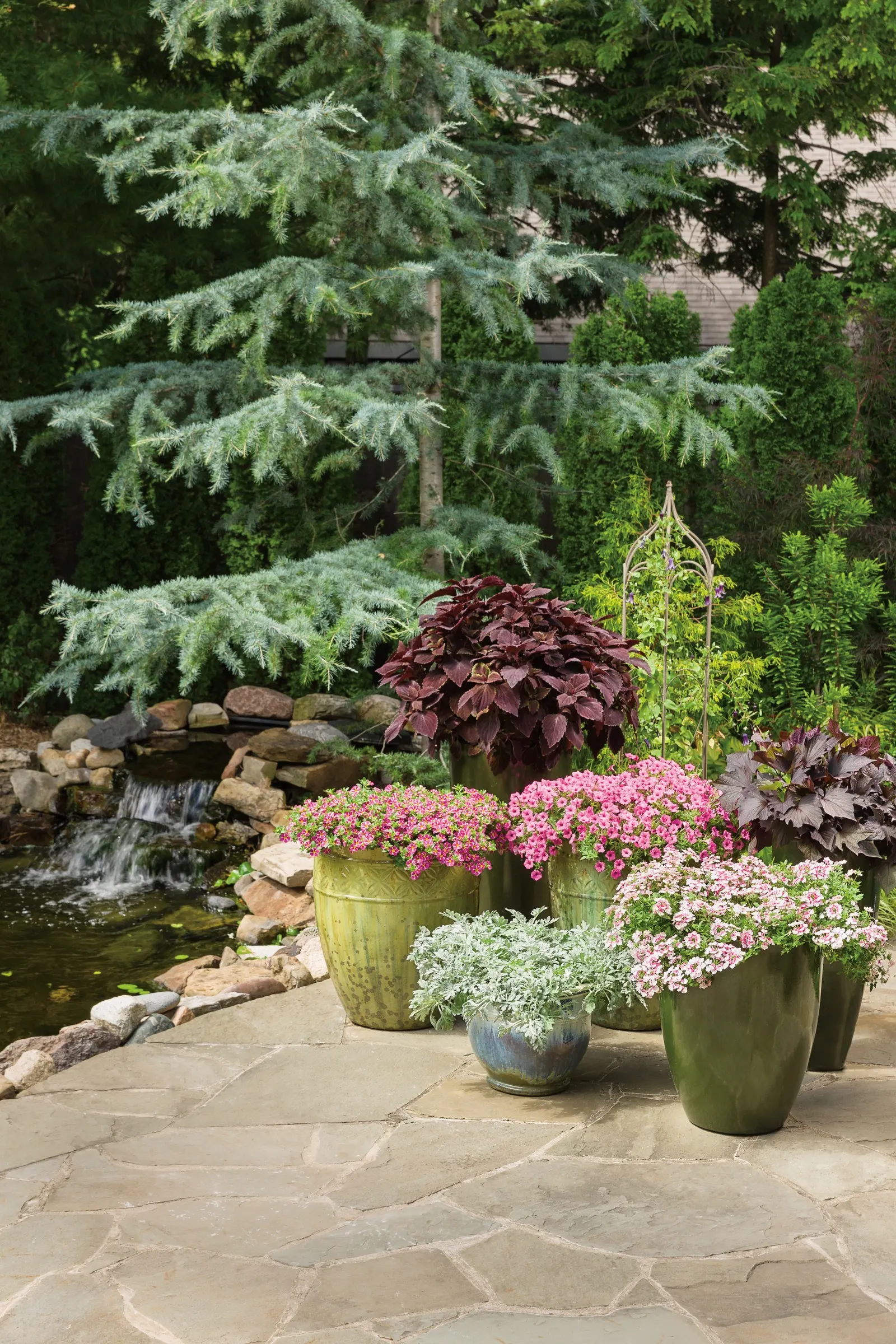 Rosé Verbena — sparkling note to warm-season plantings