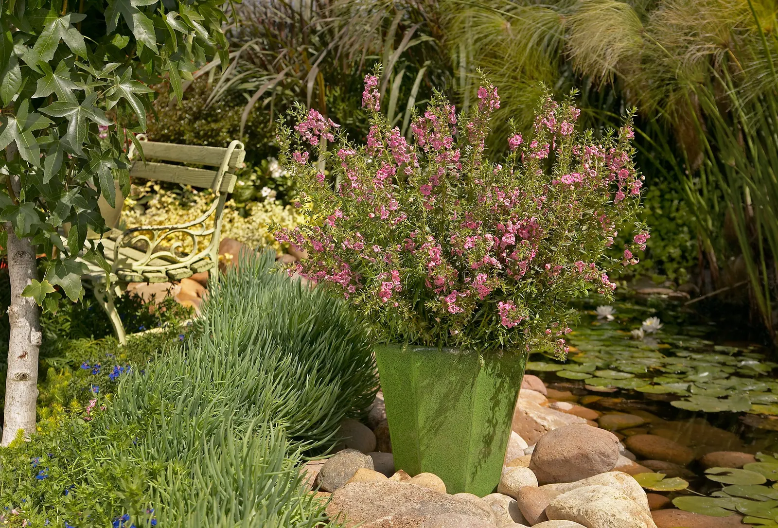 Summer Snapdragon (Angelonia) — making it a low maintenance angelonia for containers and landscapes.