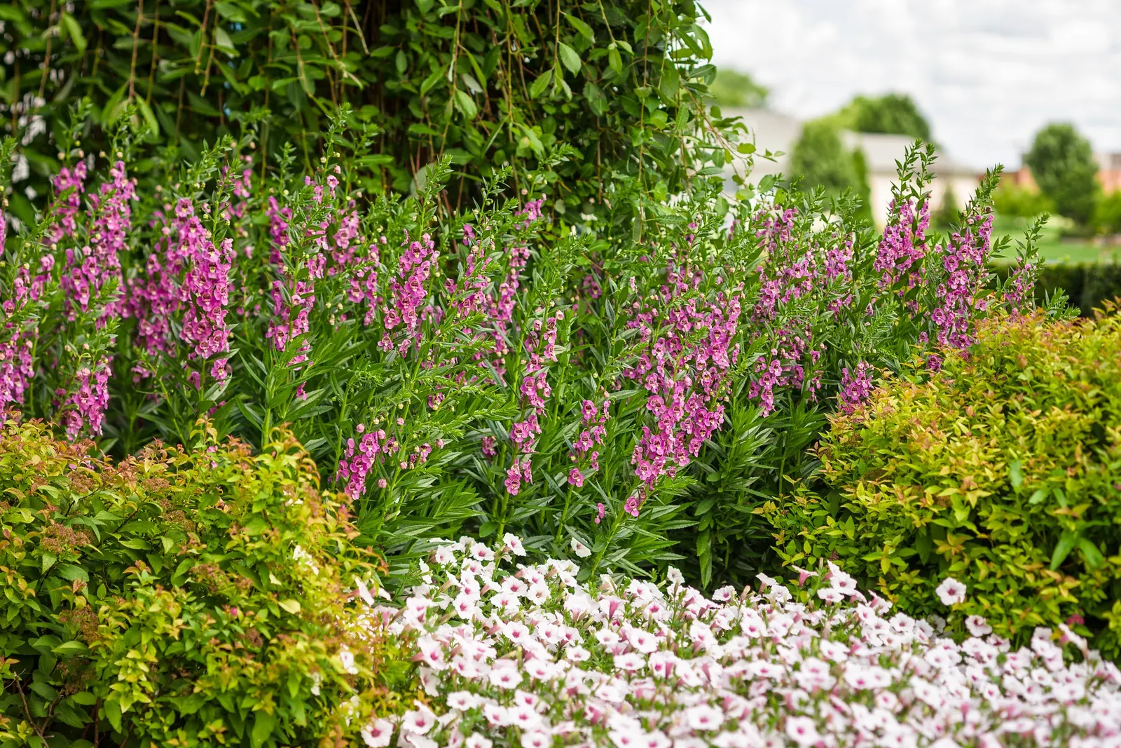 Silverberry Petunia — white flowers in the garden; your plant will take a week to recover from the trim, image 88