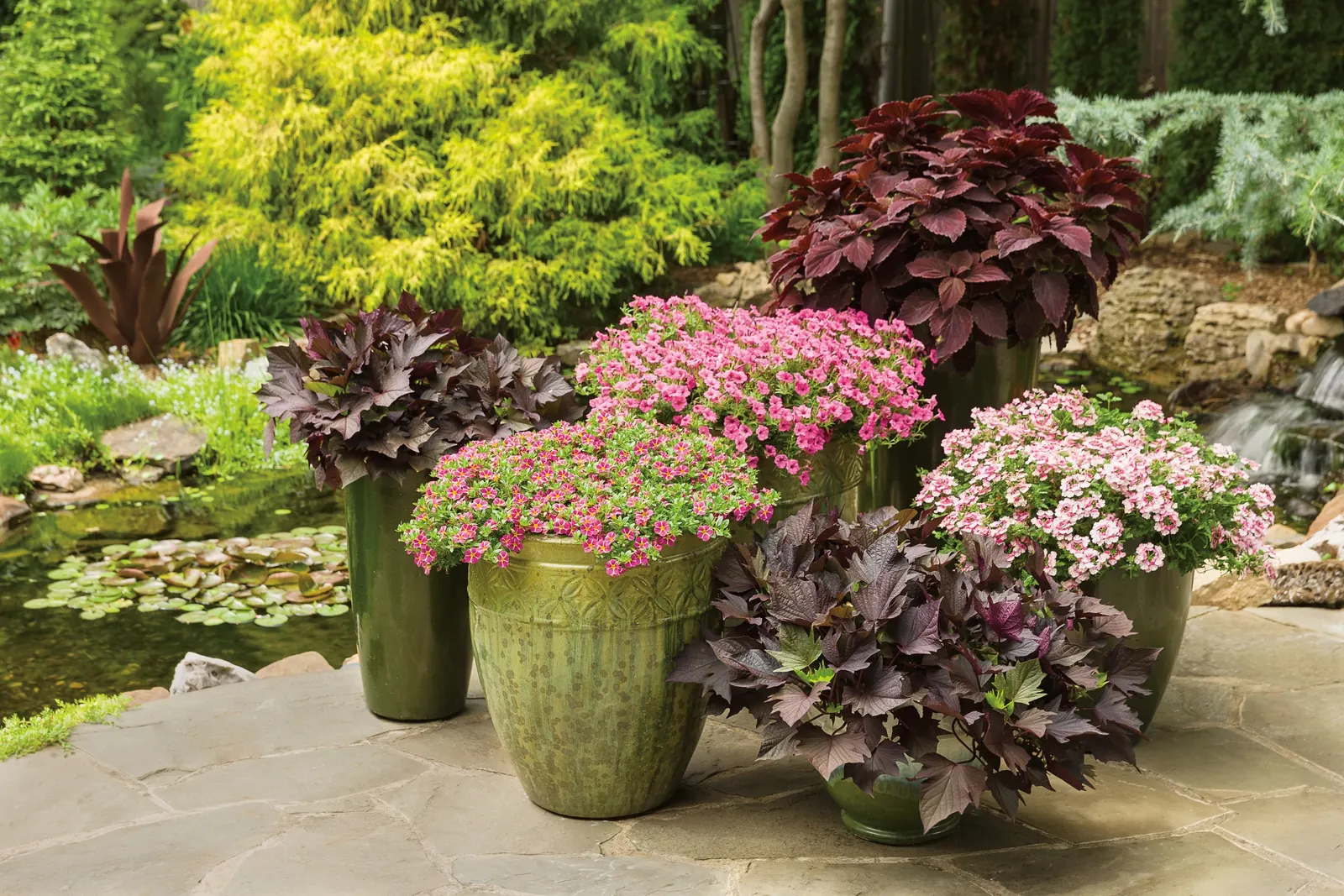 Rosé Verbena — Grow in part sun to sun with well-drained soil and average water; no deadheading is needed