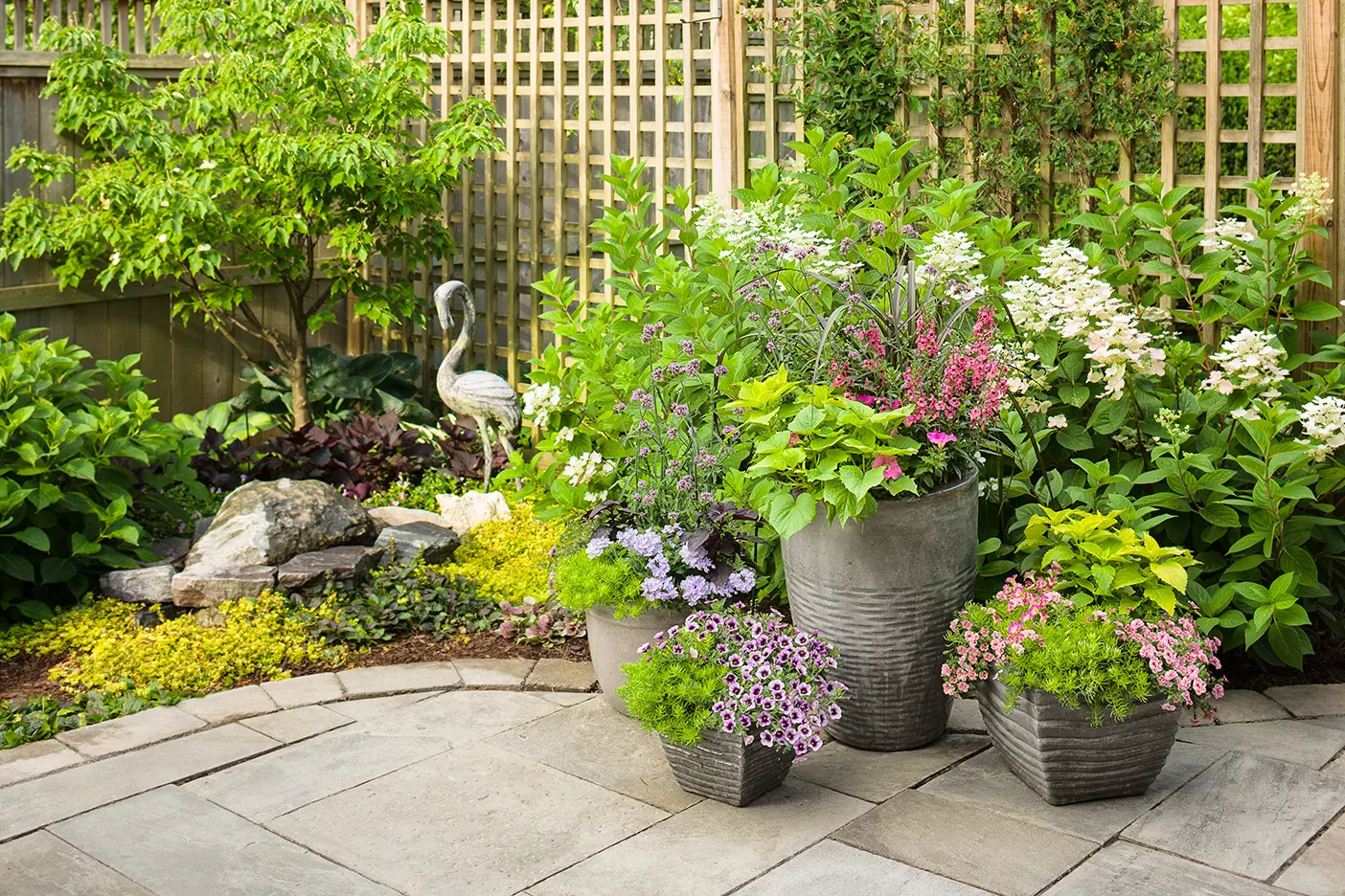 Stormburst Verbena — and regular feeding in containers