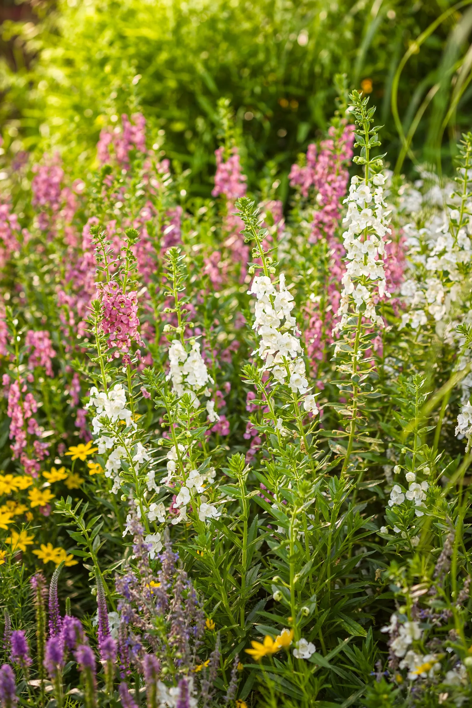 Silver Bullet® Wormwood (Artemisia stelleriana) — and saturated summer blooms; it grows 6-10 inches tall and spreads 12-30 inches in a softly mounded form