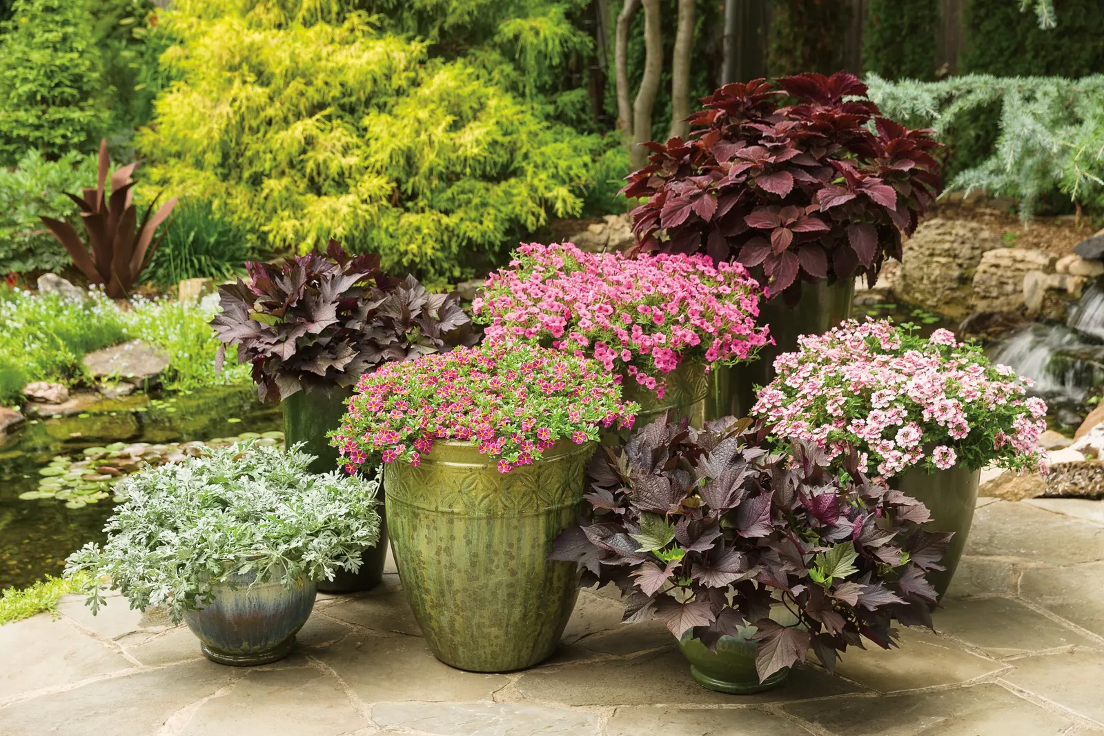 Rosé Verbena — commonly referred to as Rosé Verbena