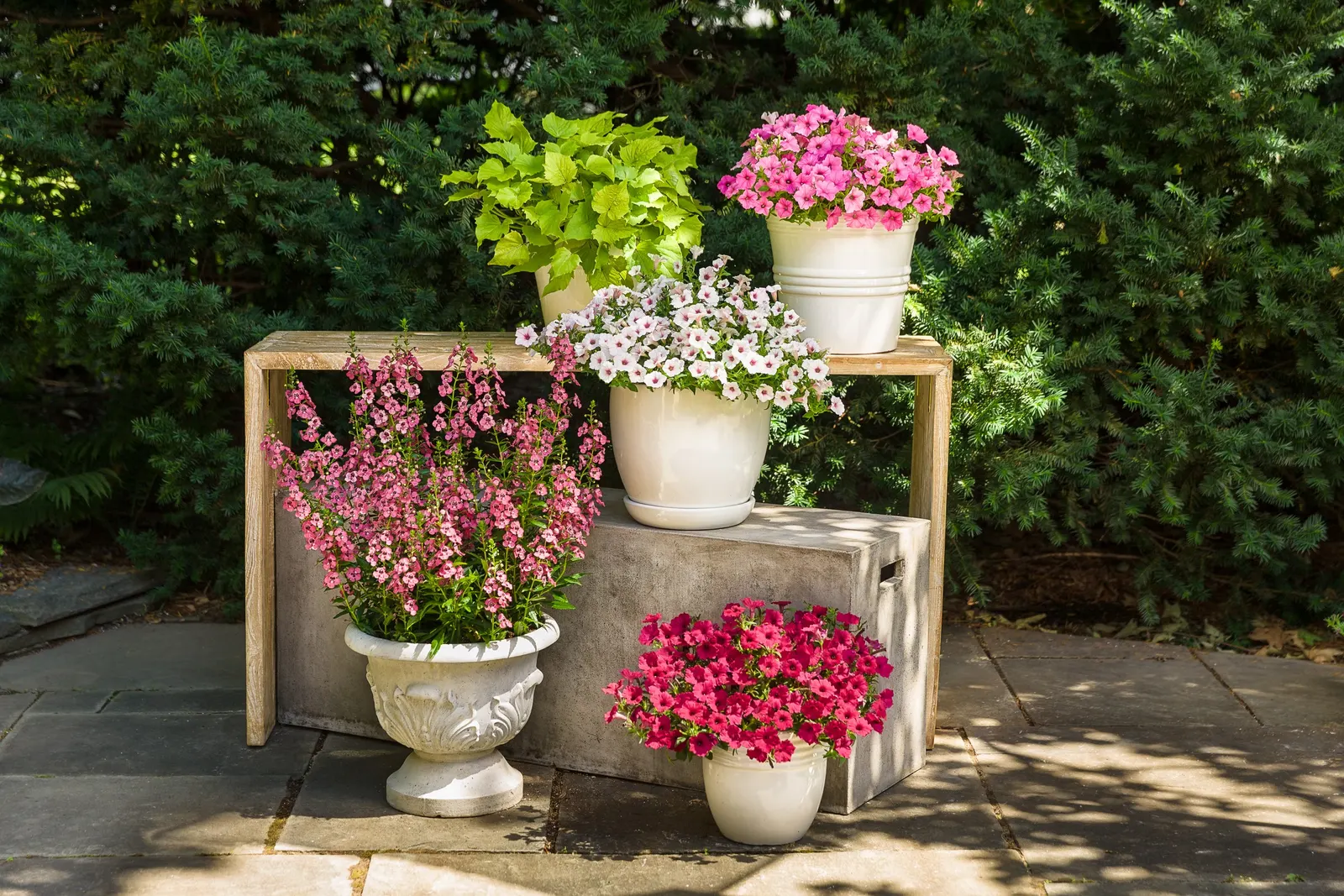 Fuchsia II Petunia — self-cleaning performance; if plants begin to look open or tired after heat or heavy bloom, image 95