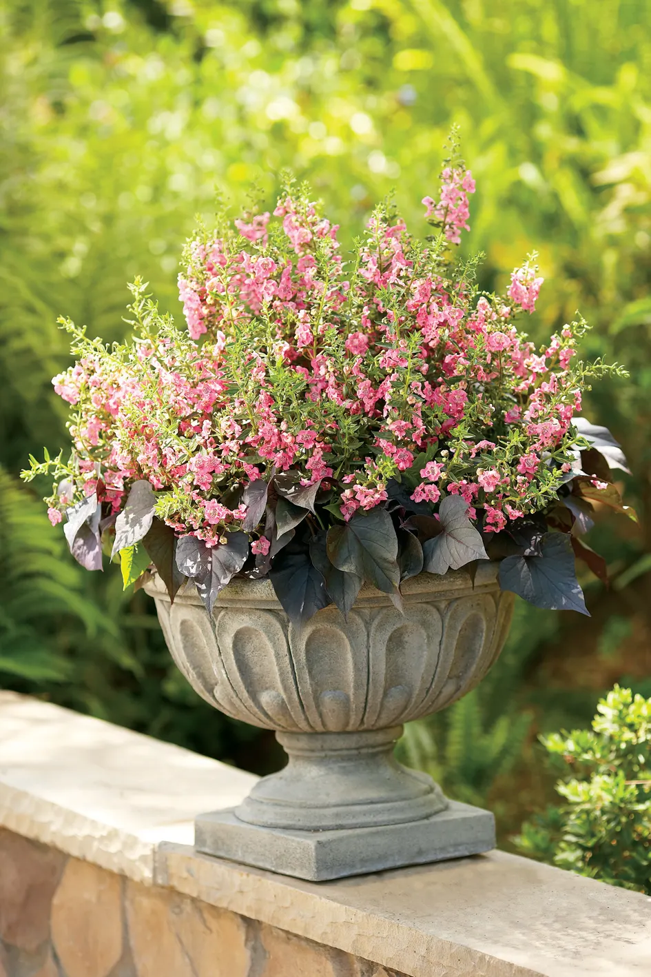 Summer Snapdragon (Angelonia) — This pink angelonia plant is drought tolerant