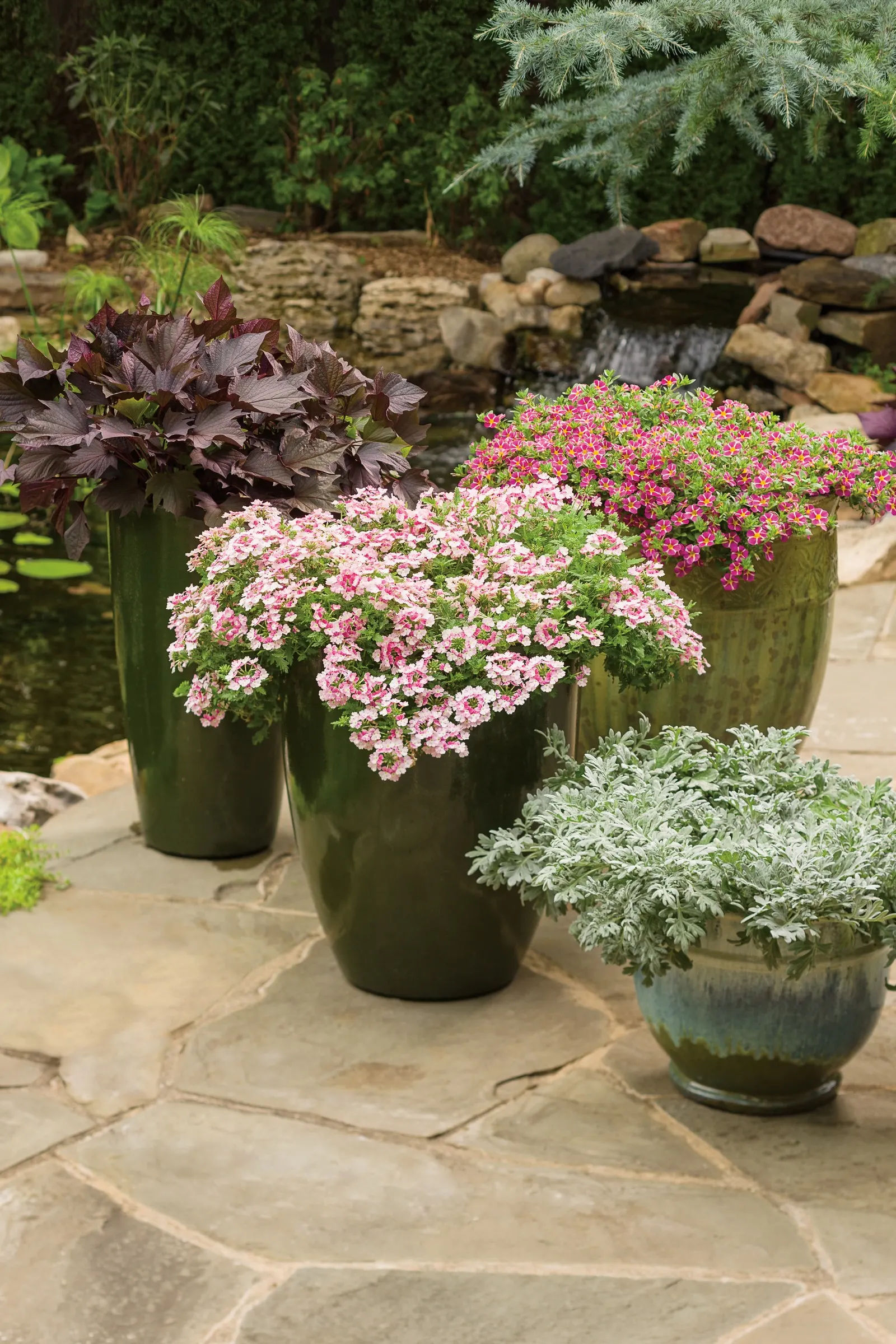 Rosé Verbena — drawing butterflies and adding a vivid yet refined texture to containers and beds