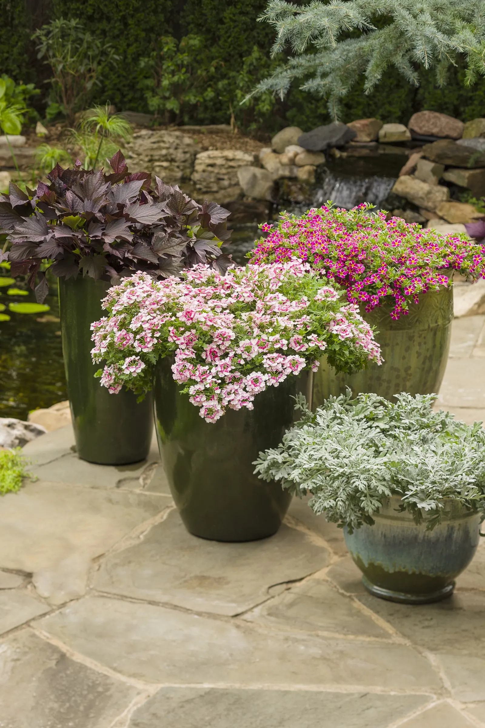 Rosé Verbena — Hardy in USDA Zones 8a through 11b