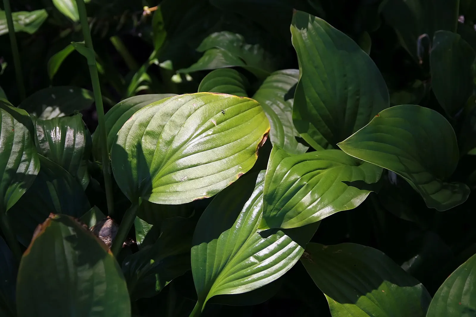 Royal Standard Hosta (Hosta 'Royal Standard') — textured backdrop to shaded garden areas or borders