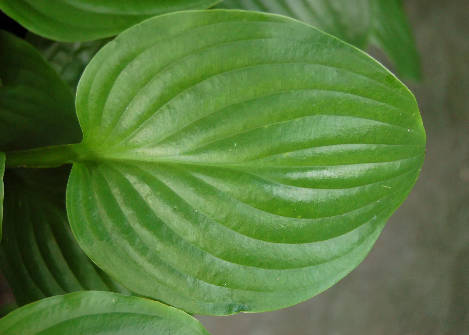 Royal Standard Hosta (Hosta 'Royal Standard') — Thriving in partial to full shade